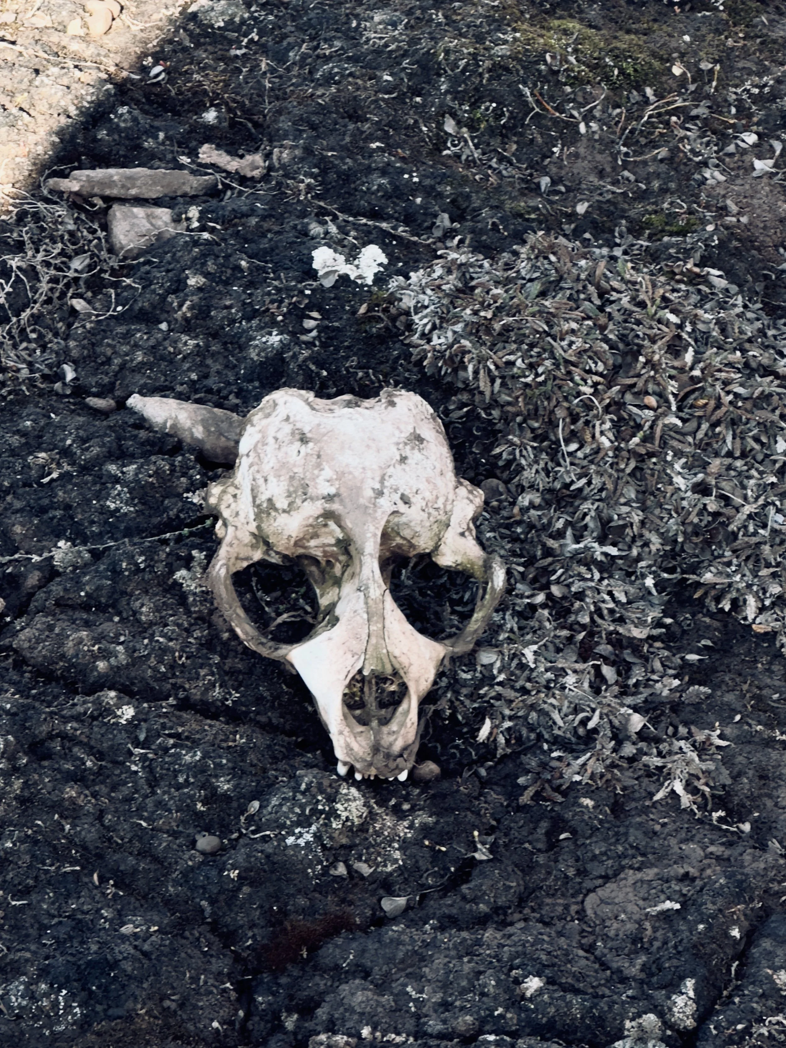 Animal skull on dark ash-covered ground with some small plants and rocks.