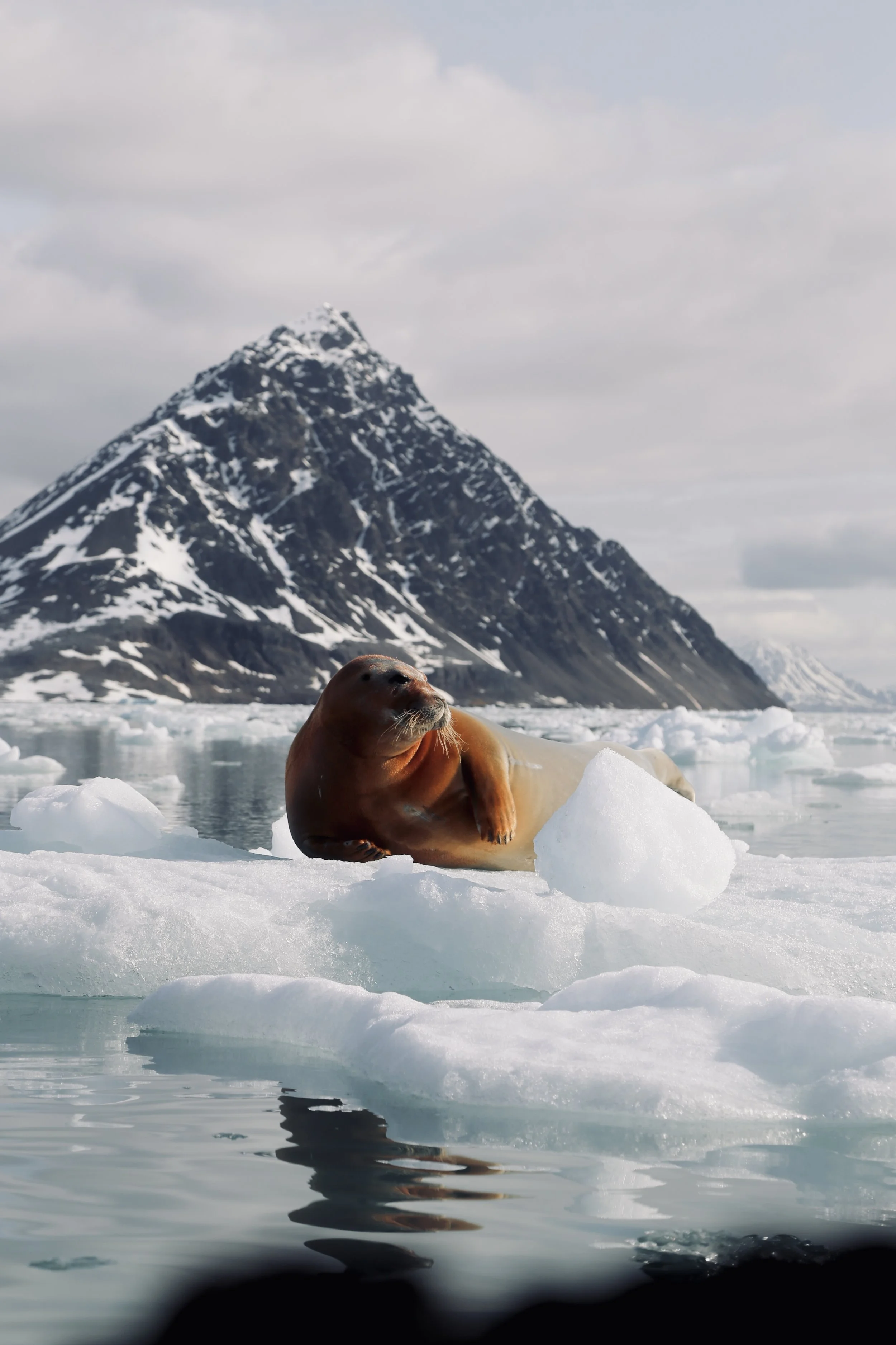 A seal lying on a piece of ice amid icy waters with a snow-covered mountain and cloudy sky in the background.