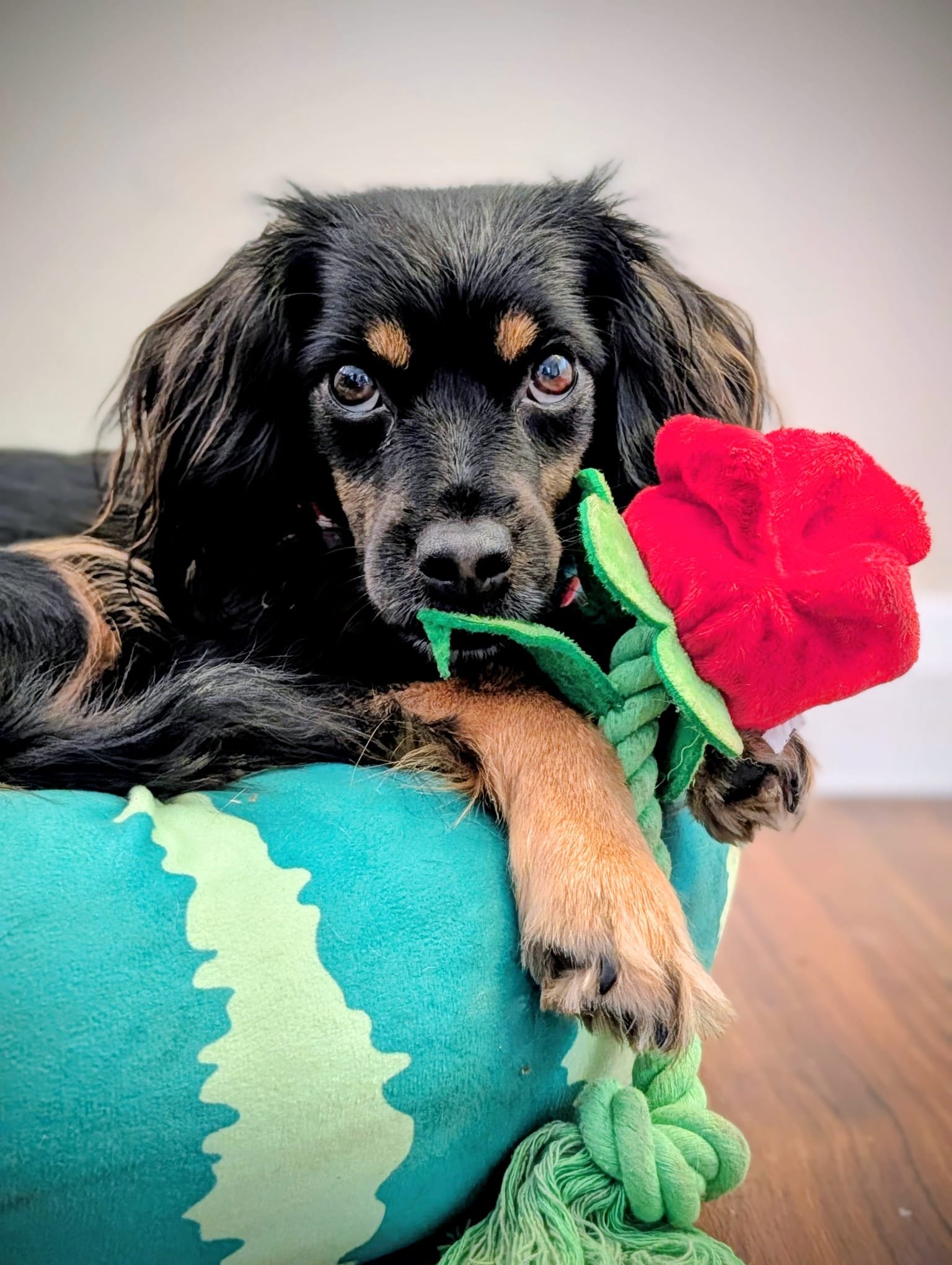 Dog walking & Pet sitting