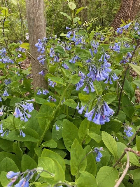 Bluebells (Mertensia) in the spring