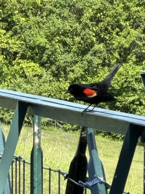 blackbird.jpg