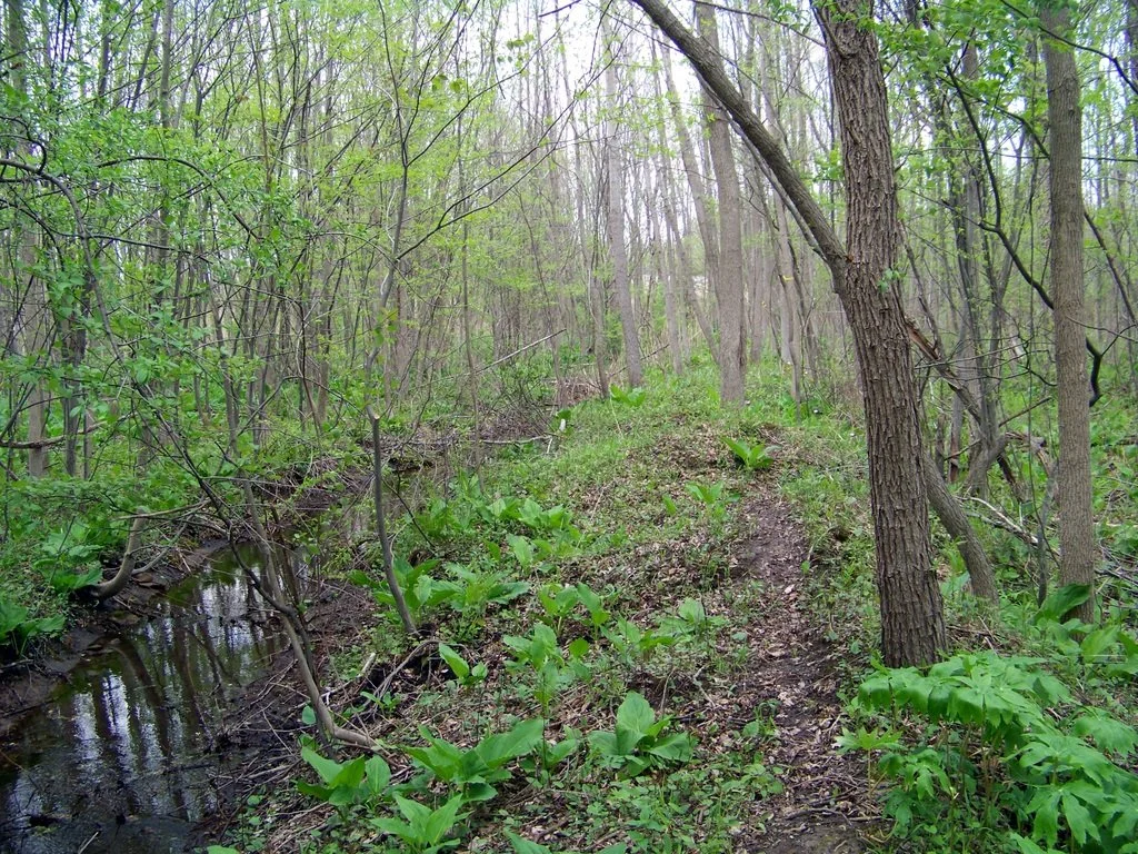 spring creek.jpg