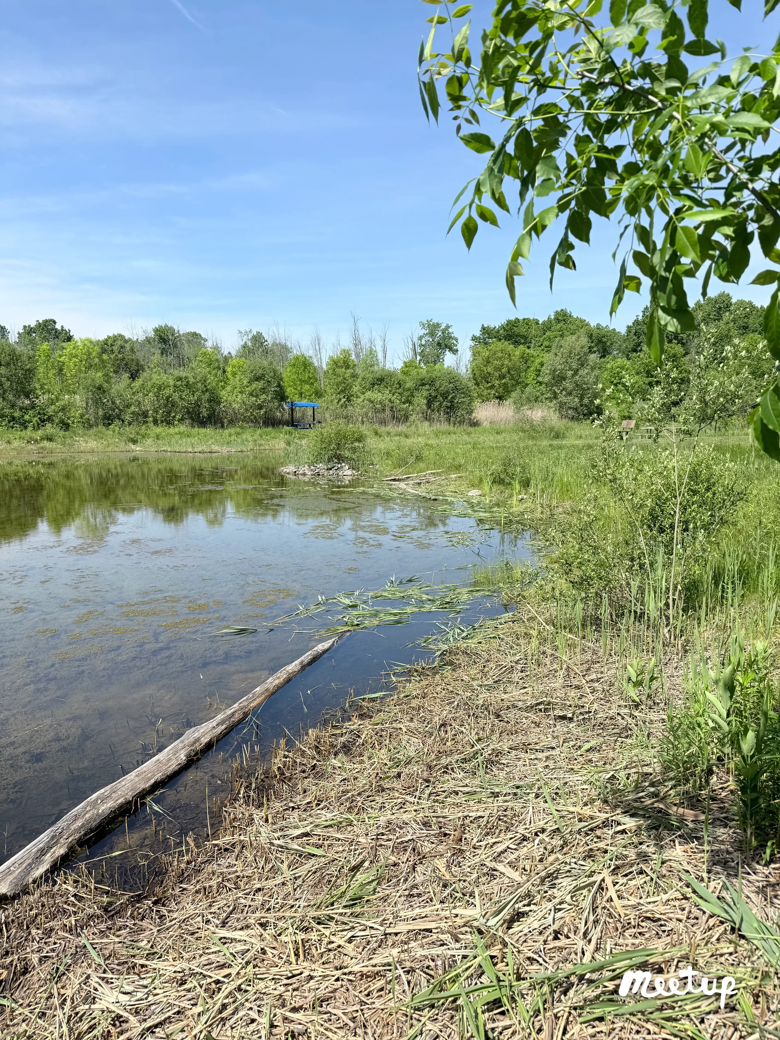 Invasive species removal project at Lehigh Crossing Park