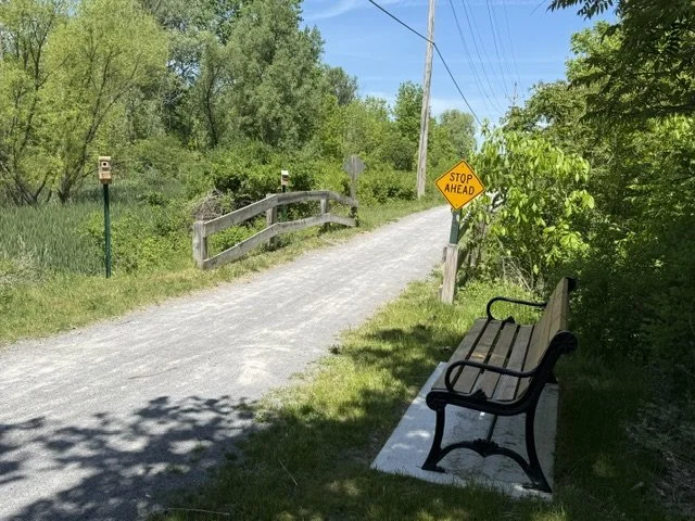 Along the trail between School St & Rawson Rd