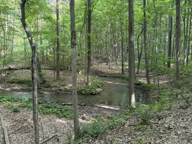 creek view.jpg