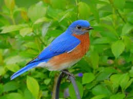 bluebird.jpg
