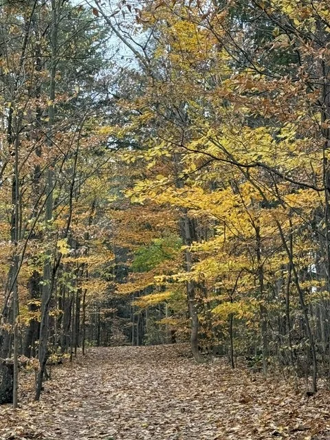 trees in fall.jpg