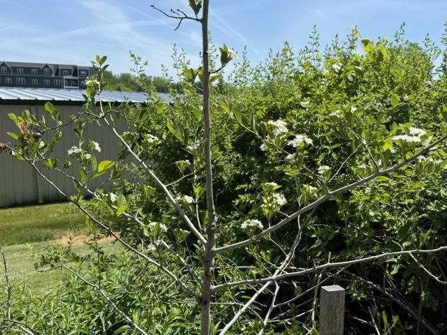 flowering tree.jpg