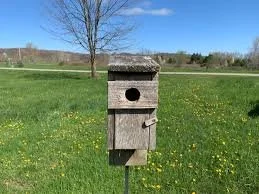bird box.jpg