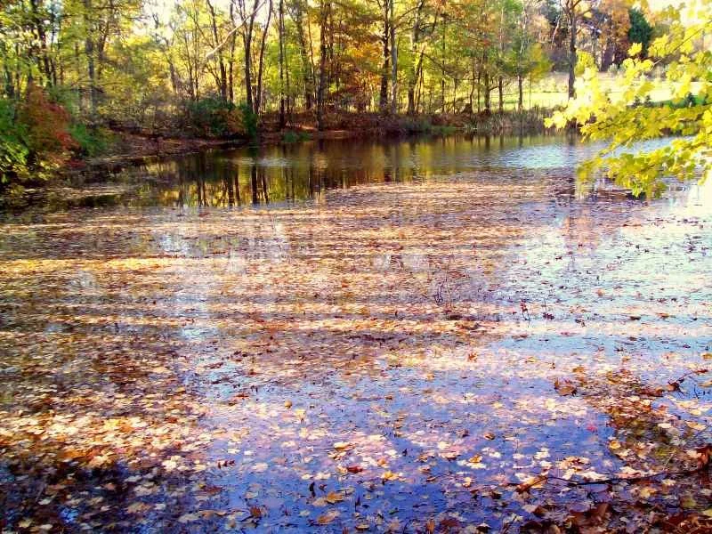 8 pond.jpg