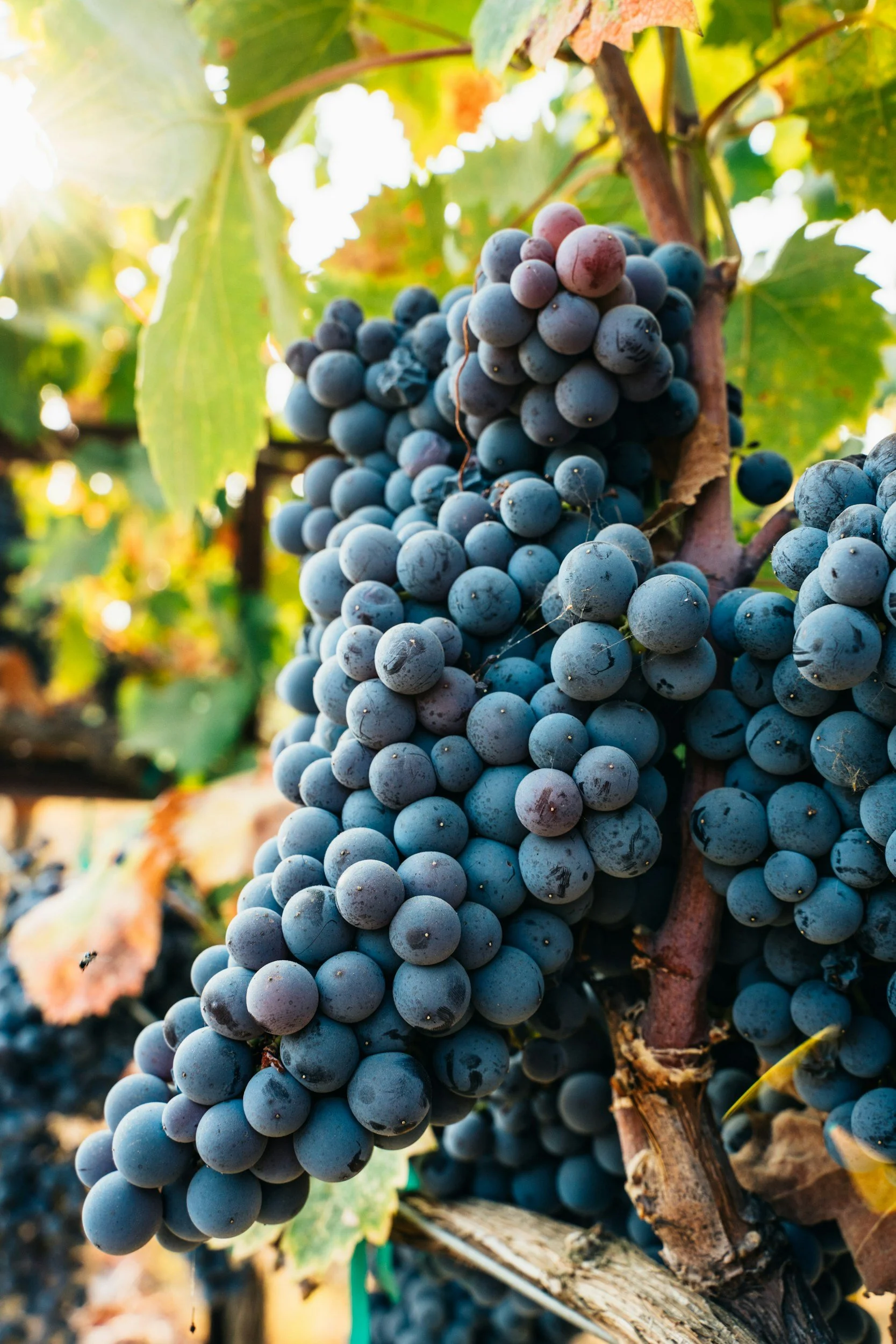 Close-up of a bunch of ripe dark purple grapes hanging from a vine with green leaves and sunlight in the background.