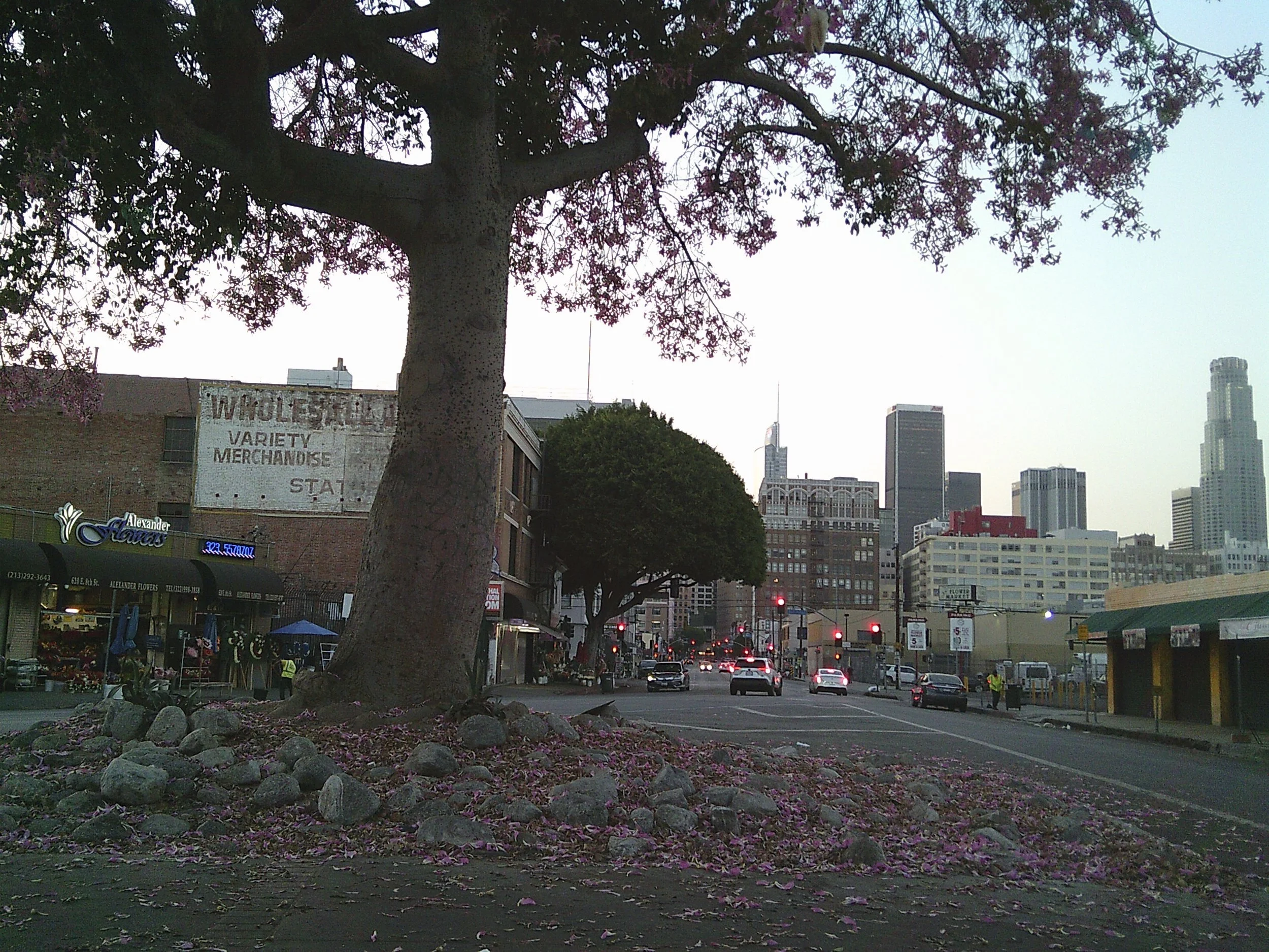 Urban city scene with a large flowering tree in the foreground, pink petals on the ground, and buildings including skyscrapers in the background. A street with cars and traffic lights is visible at sunset or dusk.