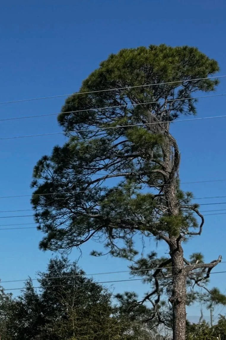 A tall pine tree with sparse branches and green foliage against a clear blue sky, with power lines running horizontally across the image.