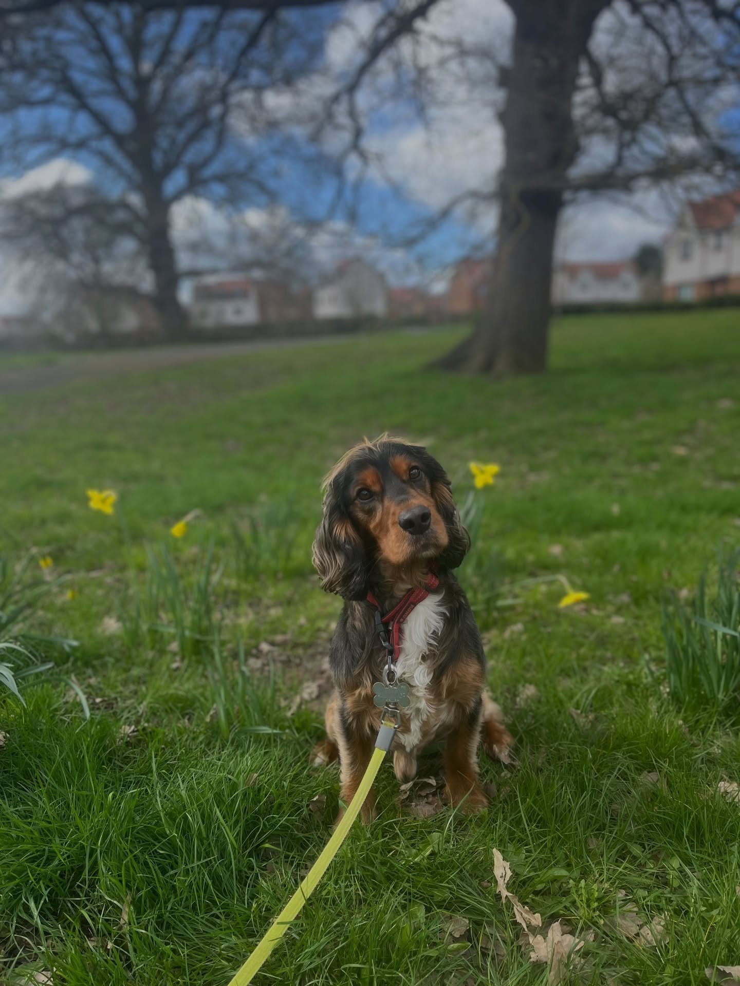 How gorgeous is this boy 😍🌼
&bull;
&bull;
&bull;
#dogwalking #dogtraining #trainingwalk #walkandtrain #cockerspaniel