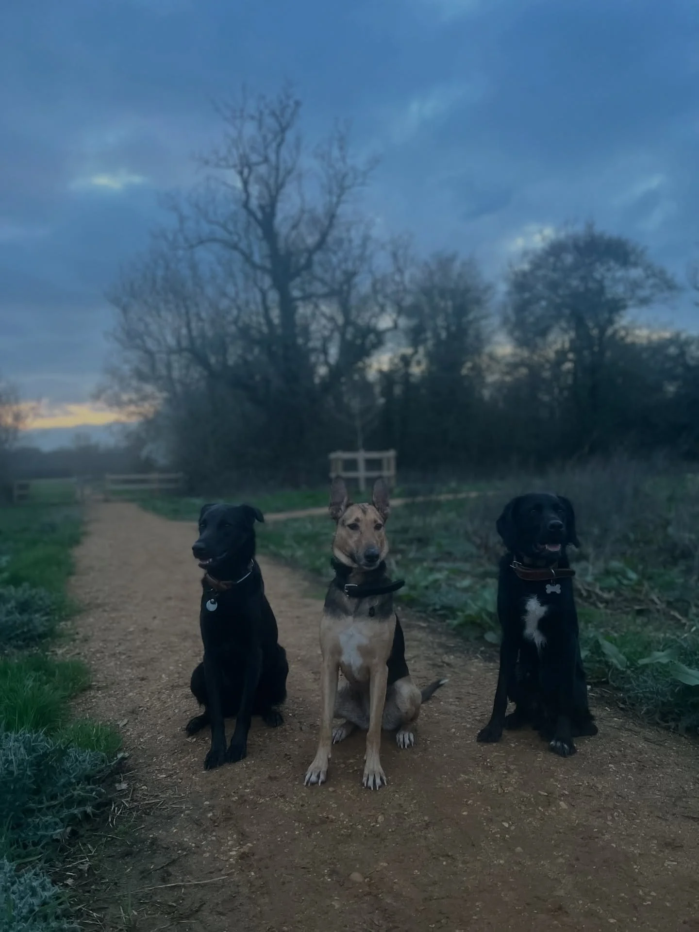 Evening walkies with the mutts 💫
&bull;
&bull;
&bull;
#dogwalking #dogtraining #trainingwalk #streetdog #mutt