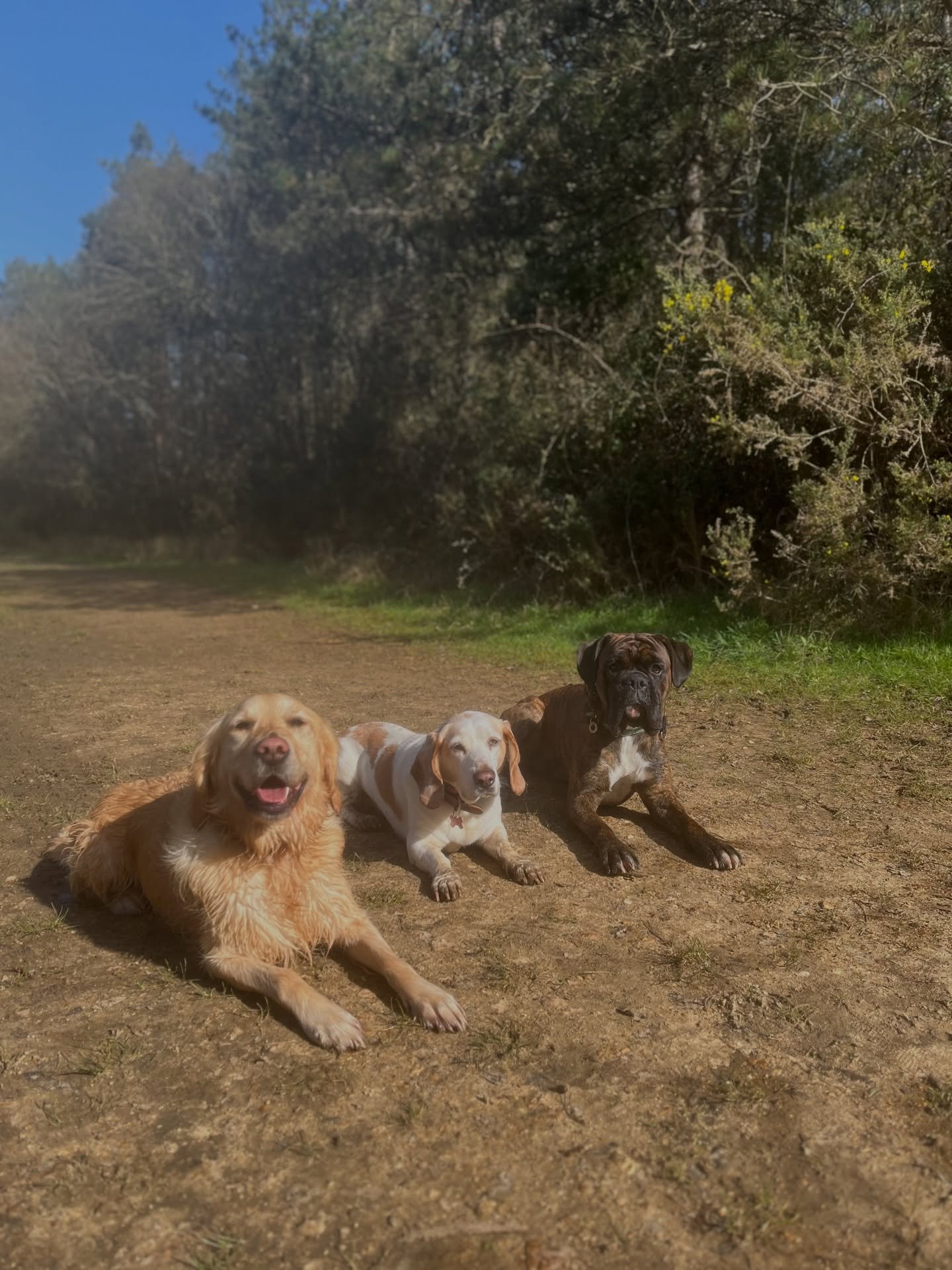 Cody &bull; Patch &bull; Vinnie

Pack walk in the SUN ☀️🙌