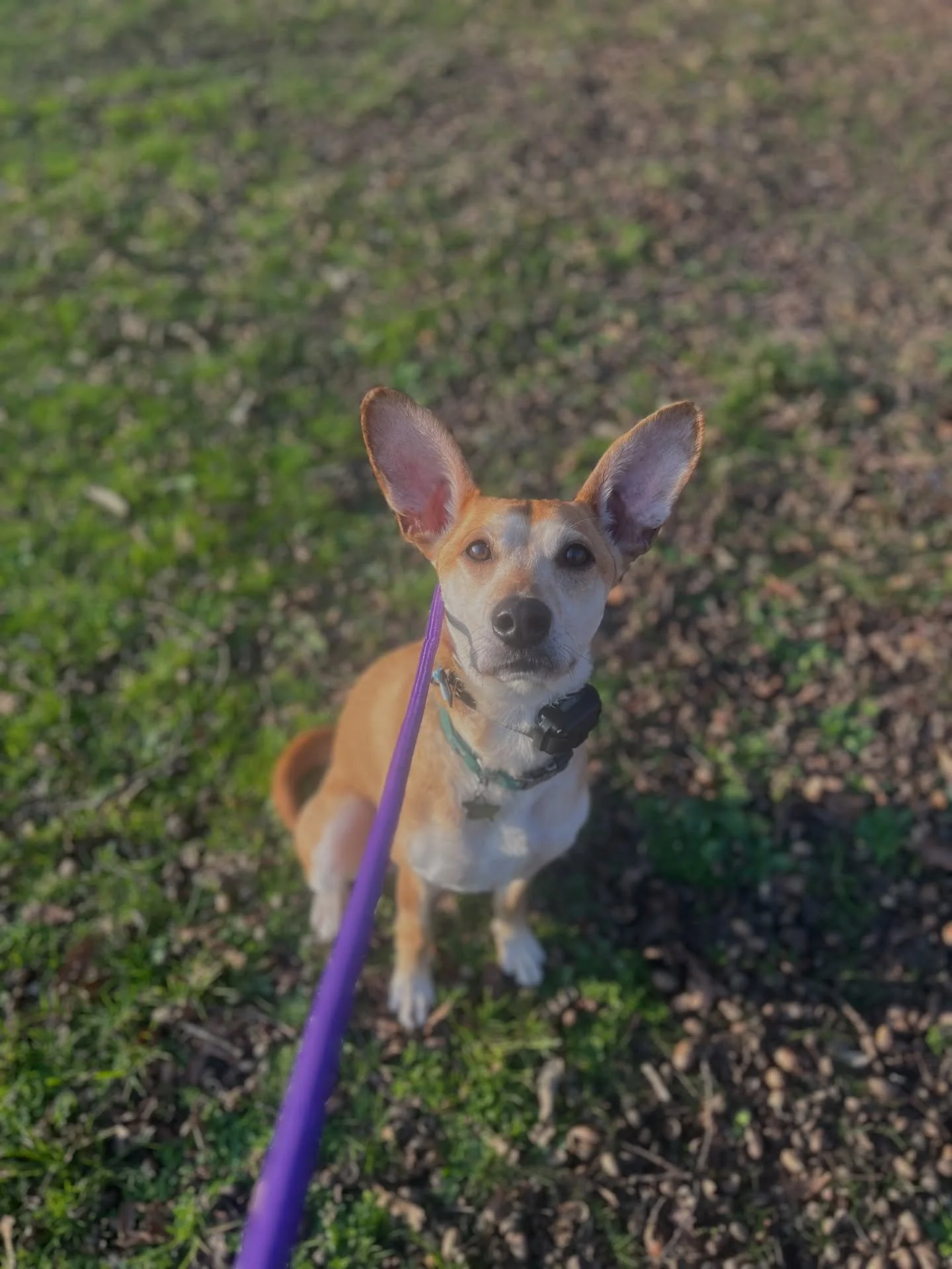 The cutest little rabbit boy 💜🐰

#dogwalking #dogtraining #trainingwalk #reactivity #greekrescuedog