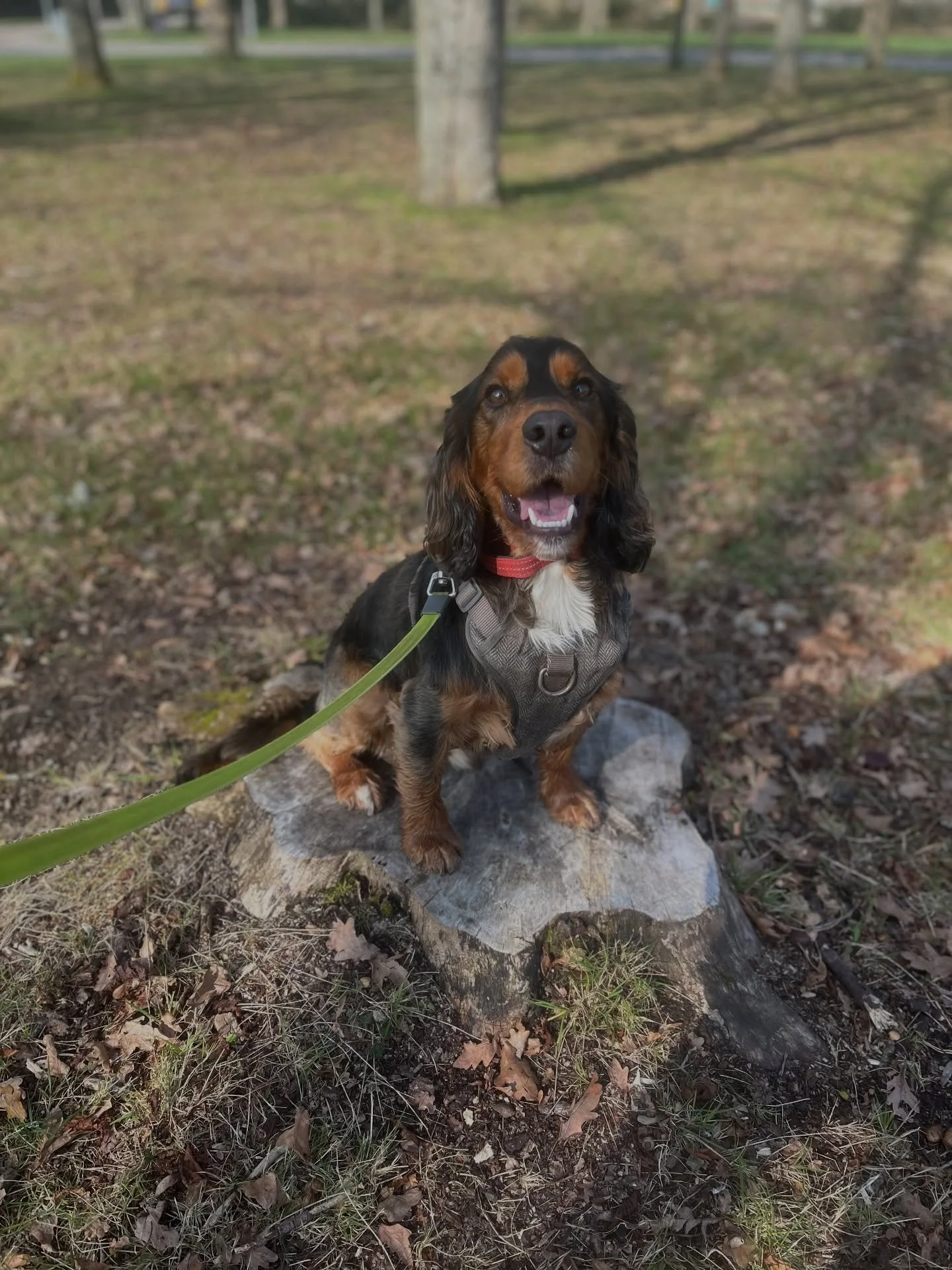 Introducing Marley 🐾

This little spaniel has joined me for training walks to work on his reactivity to dogs.

We&rsquo;re going back to basics starting off teaching marker words, leash pressure, and redirects along with lots of hunting games to ful