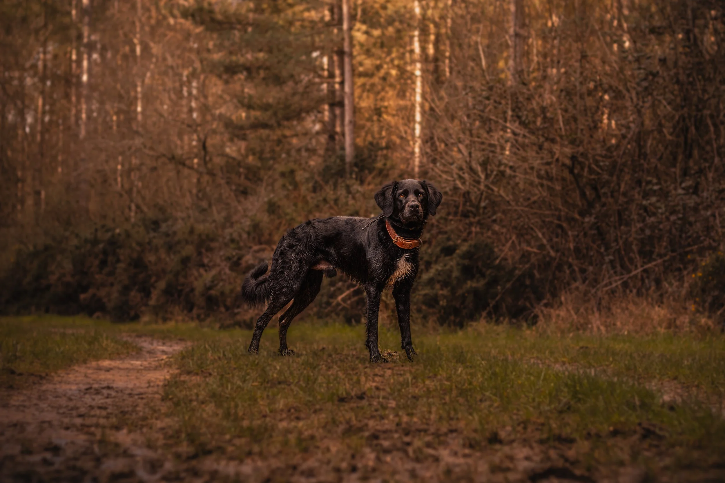 Solo Training Walks