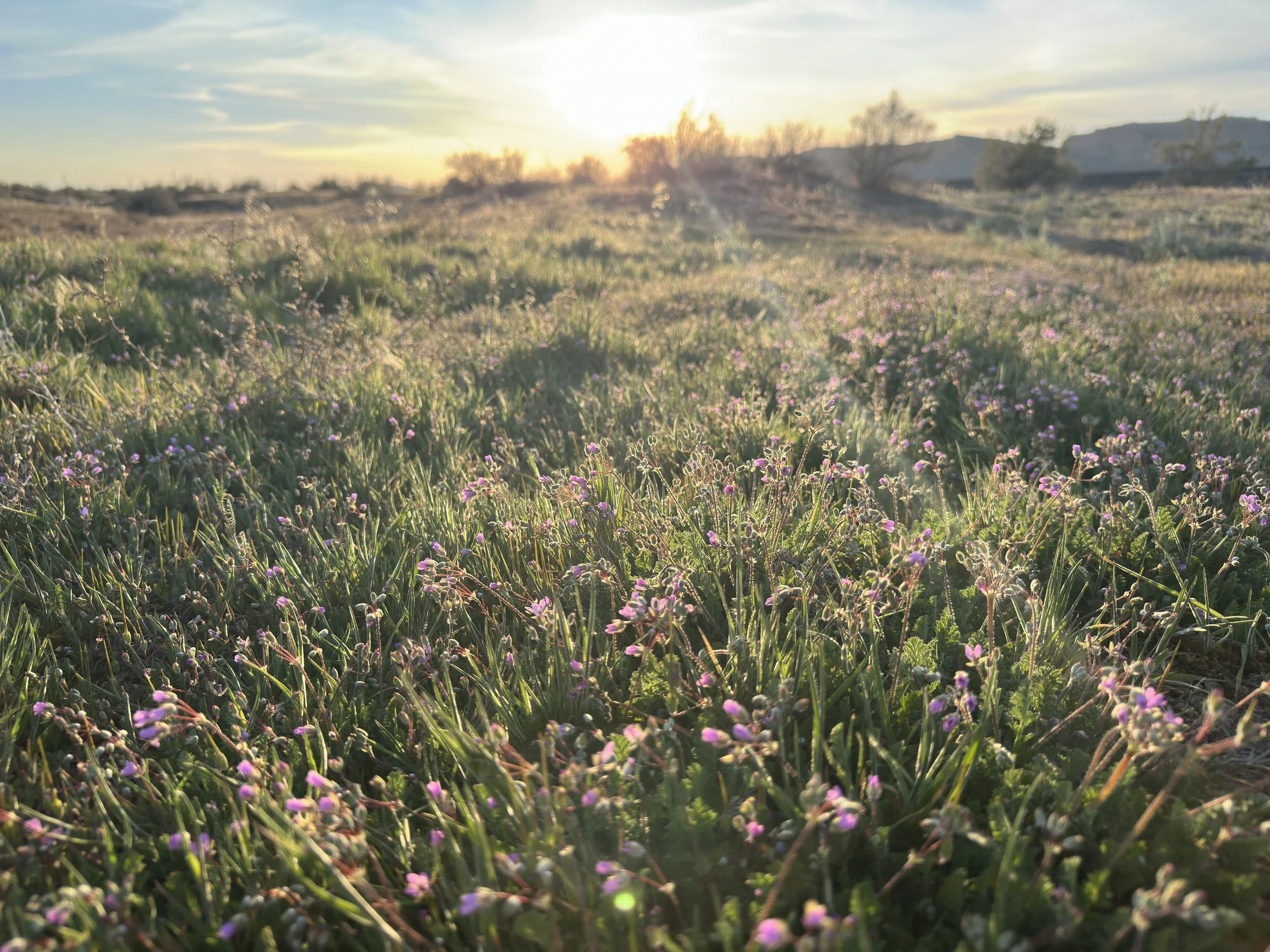 Landscape view of a grassy field with small purple flowers, trees in the background, and a bright sun shining in the sky during sunset.