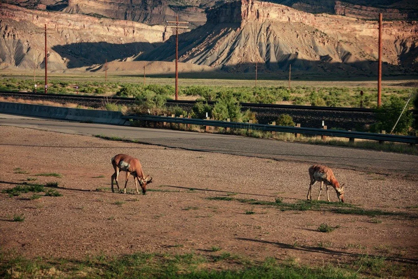 Two pronghorn antelopes grazing on a desert landscape with mountain ranges in the background and a train track running through the middle of the scene.