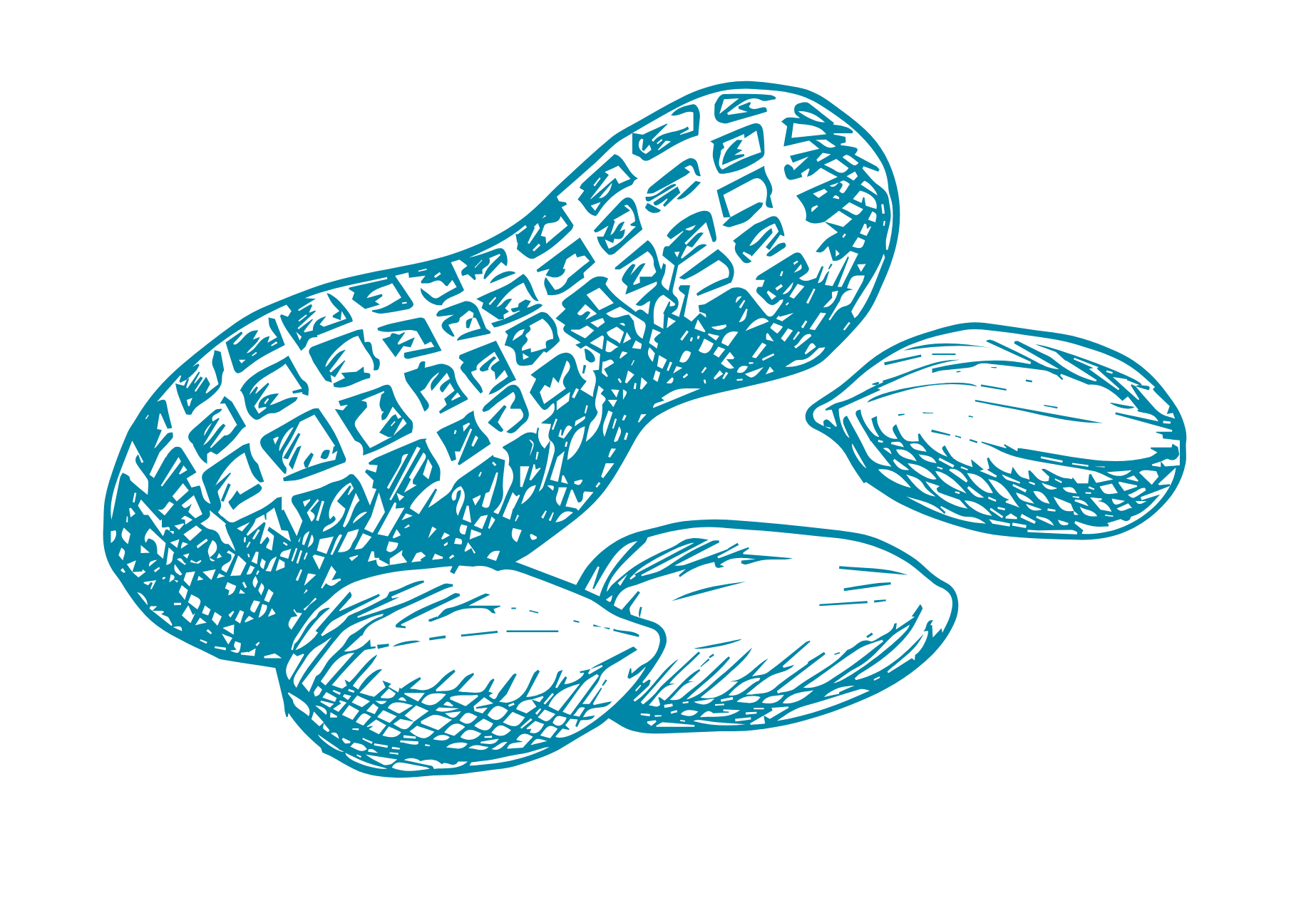 Illustration dessinée en bleu de trois noix de cajou, une noix dans sa coquille et deux noix décortiquées.