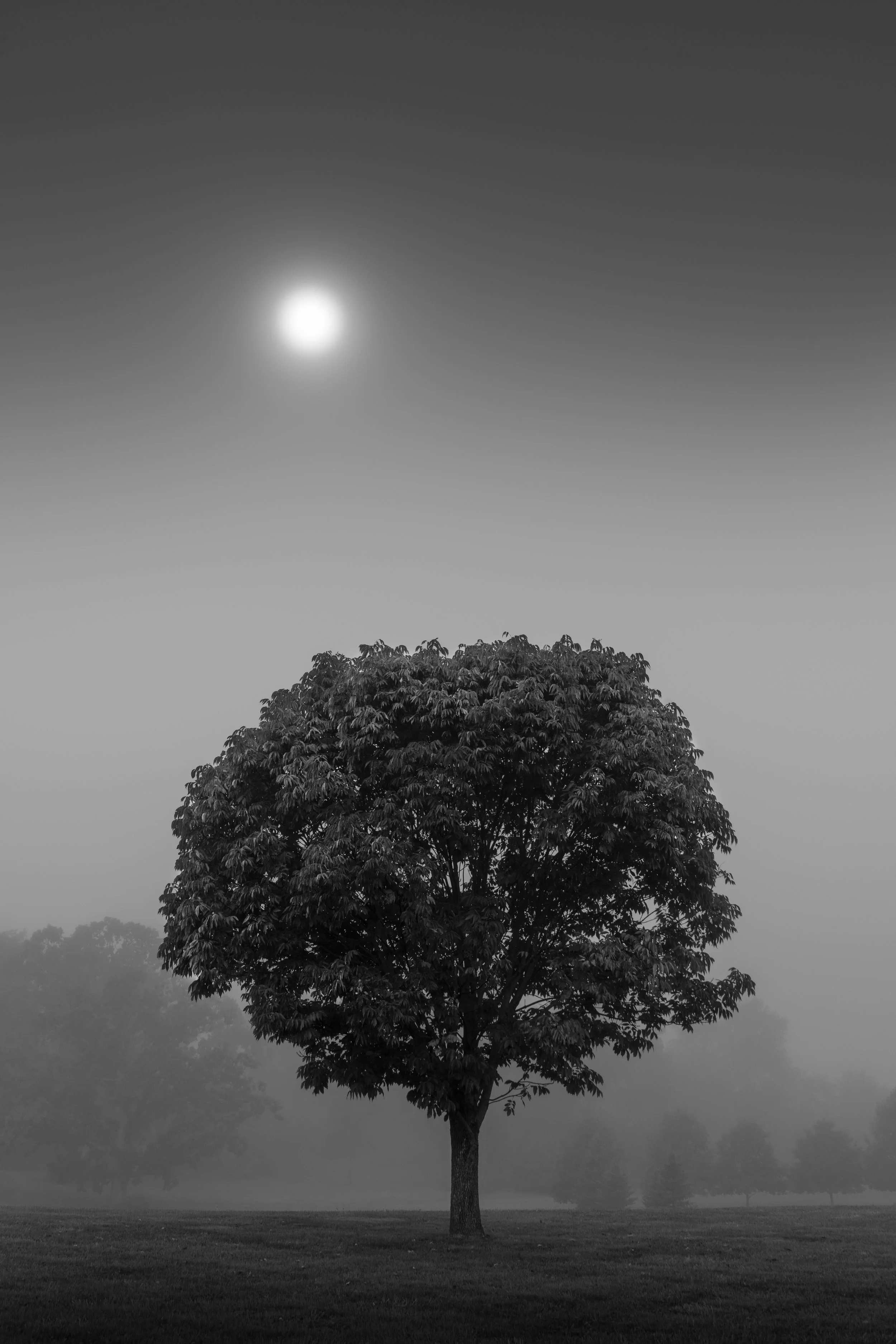 Ranch Fog 2023 Study