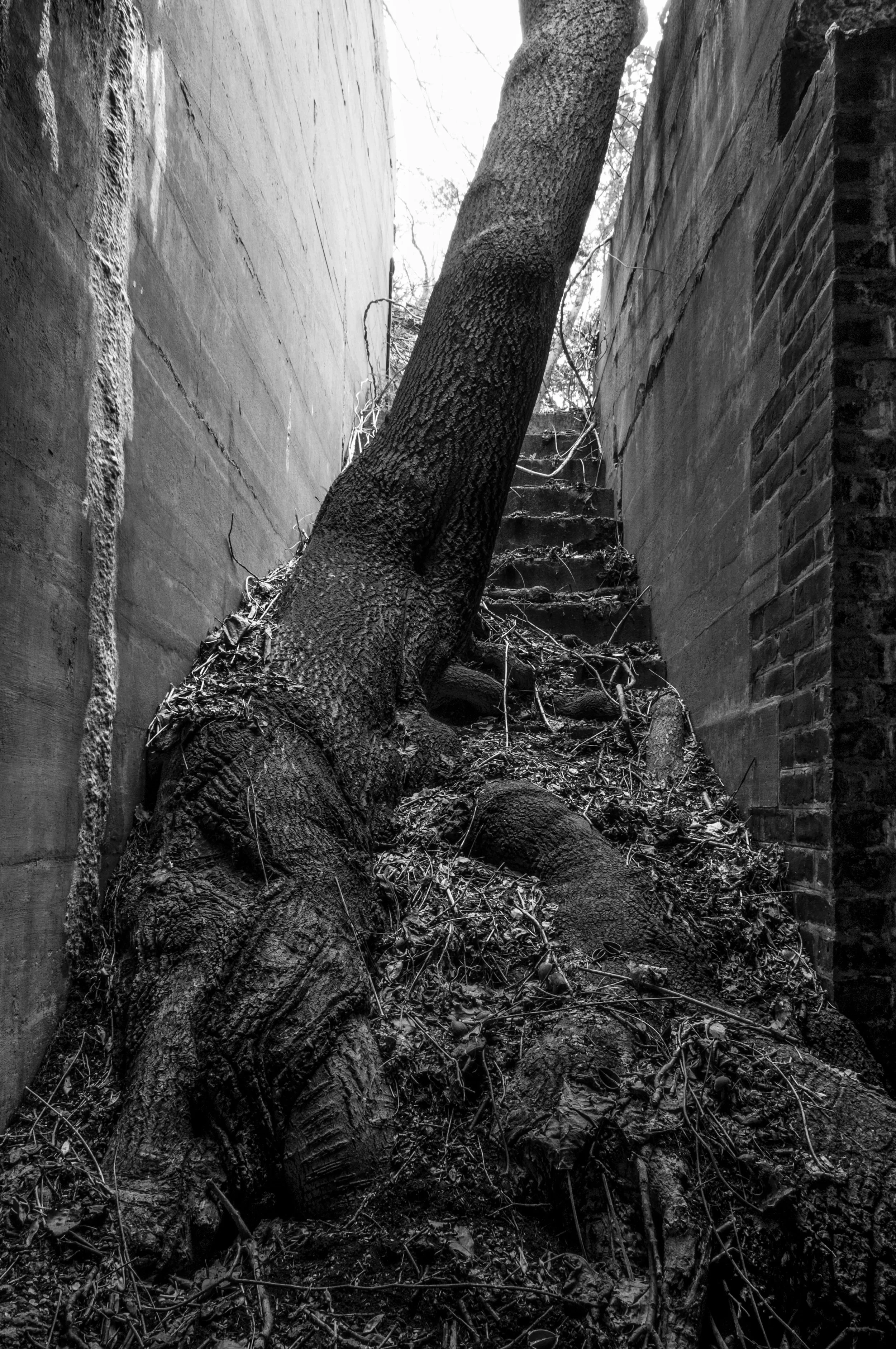 Tree Ascending a Staircase, 2008