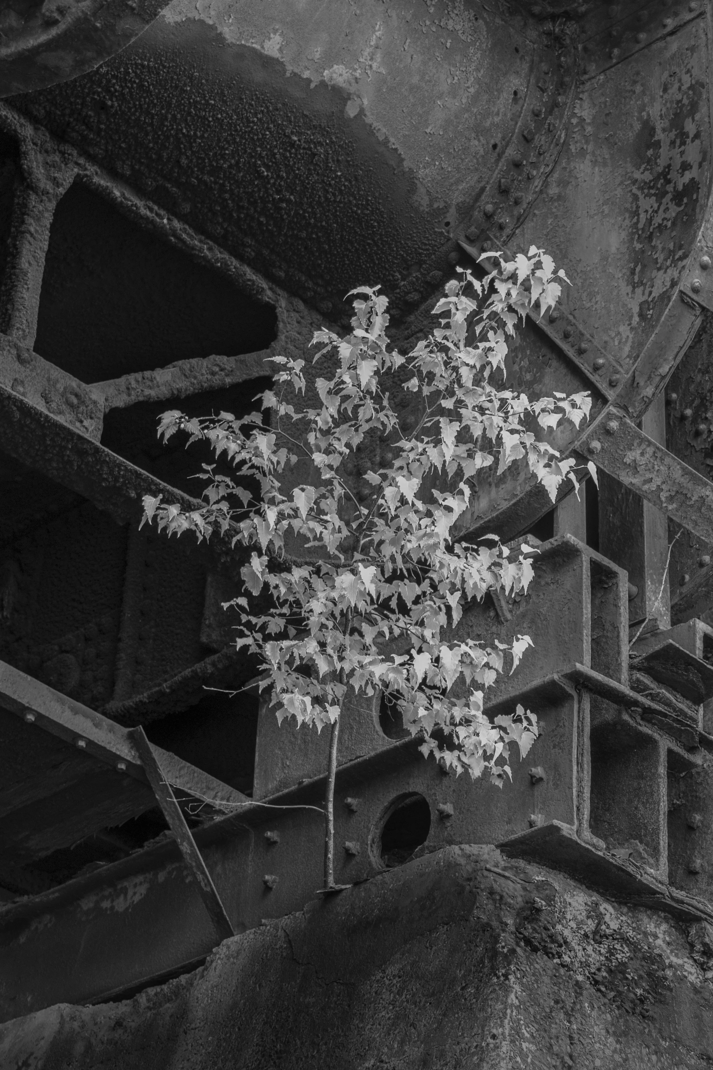 Tree Growing on Coal Dumper, 2009