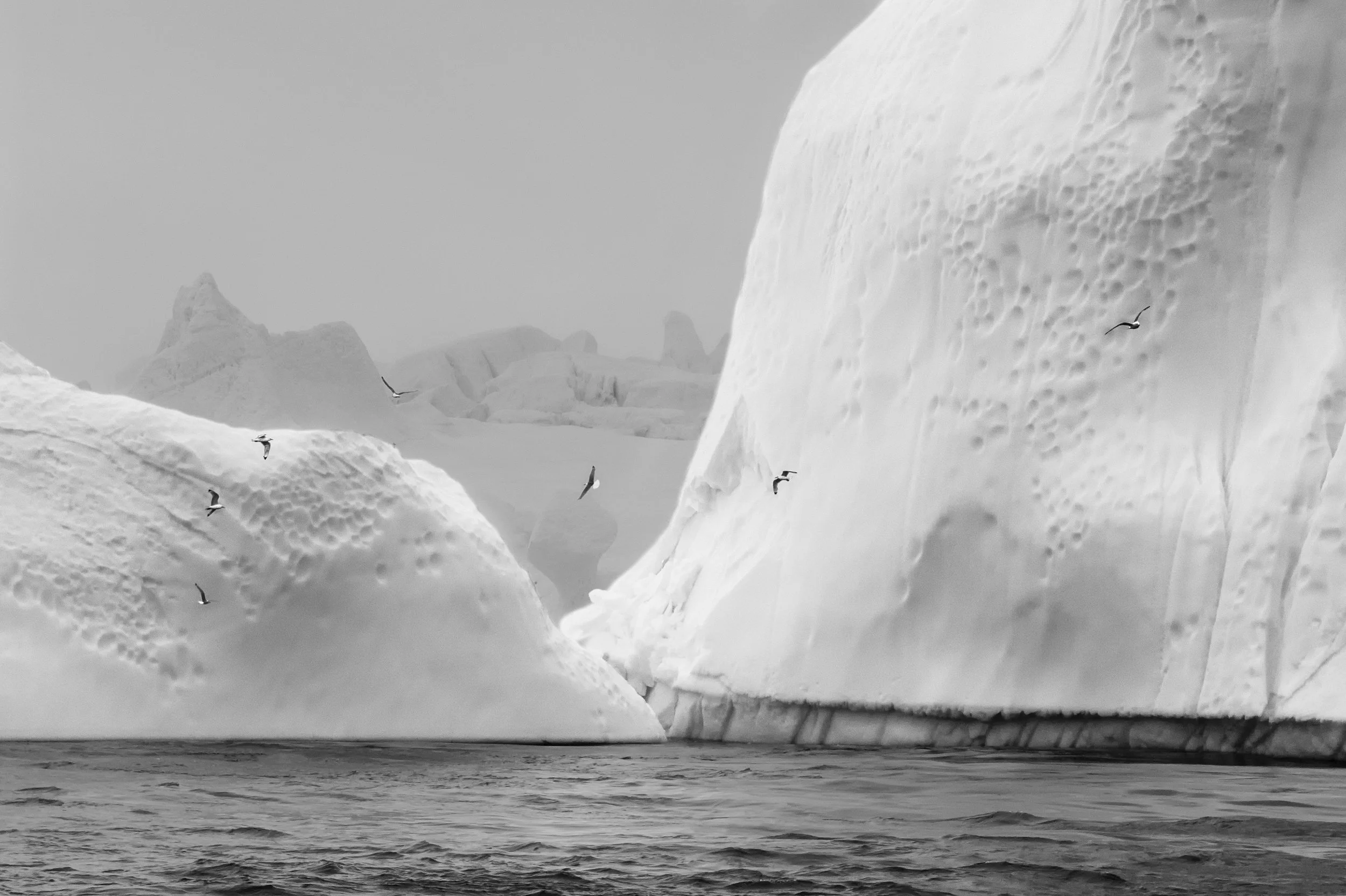 Iceberg and Birds, 2022