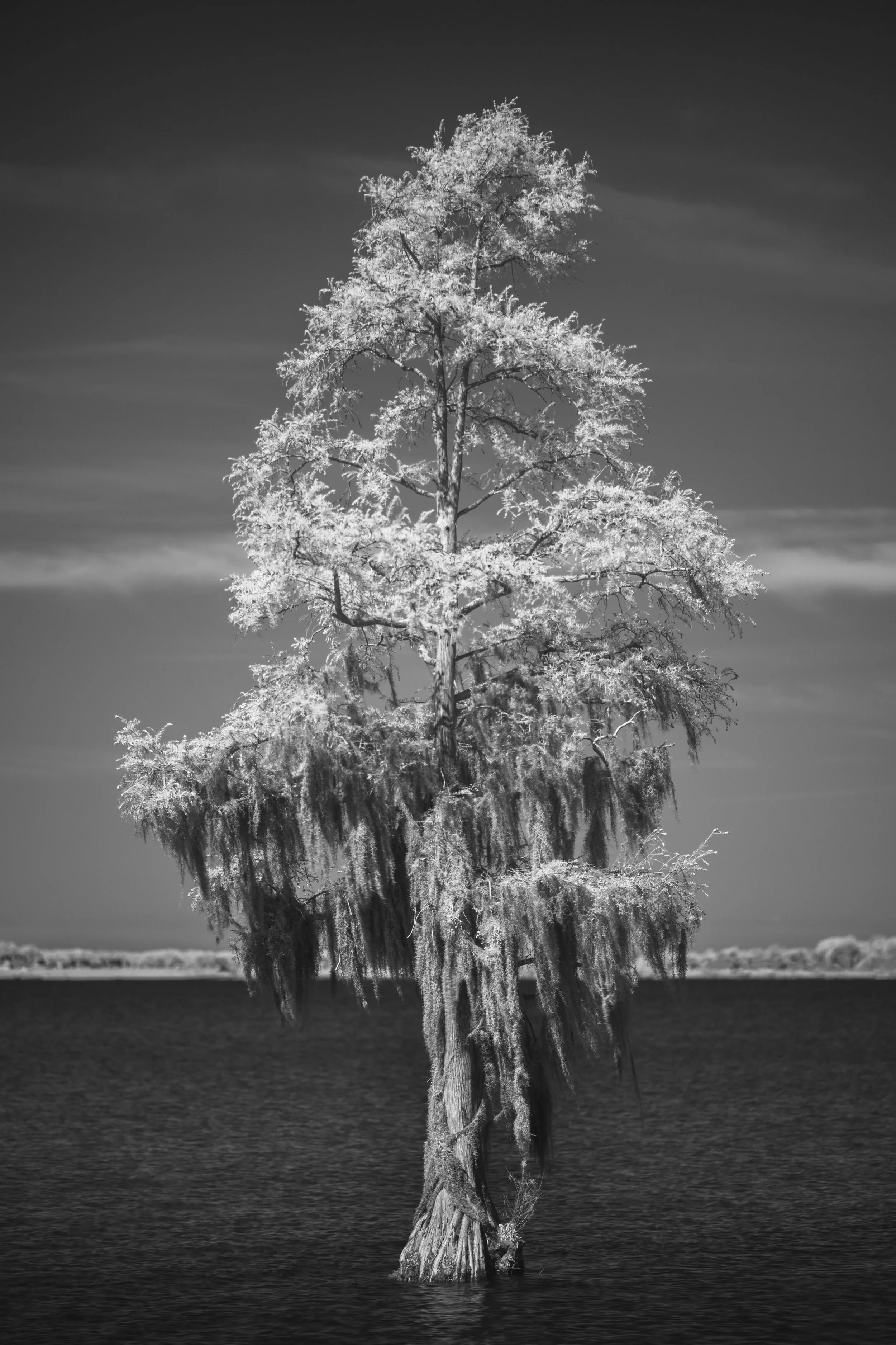 Edenton Cypress in Spring, 2026