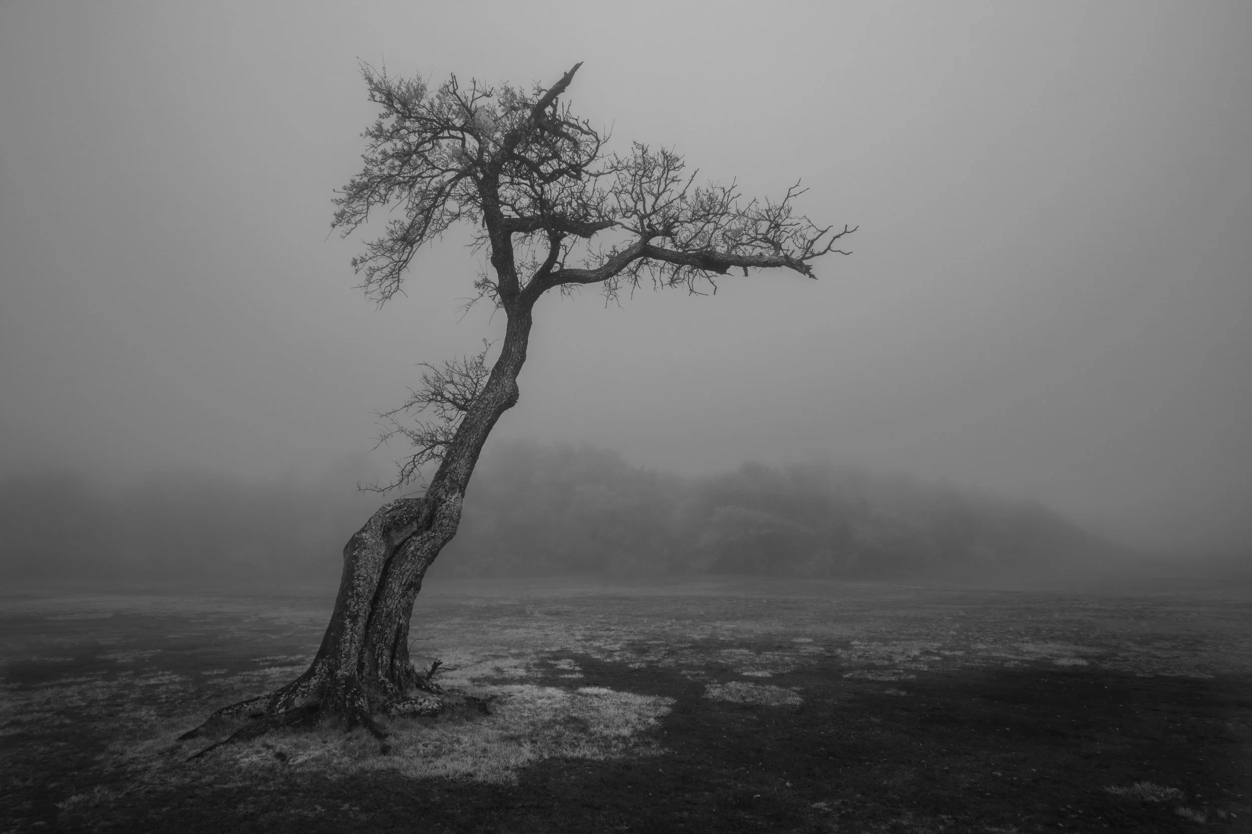 Scraggly Tree in Fog, 2026