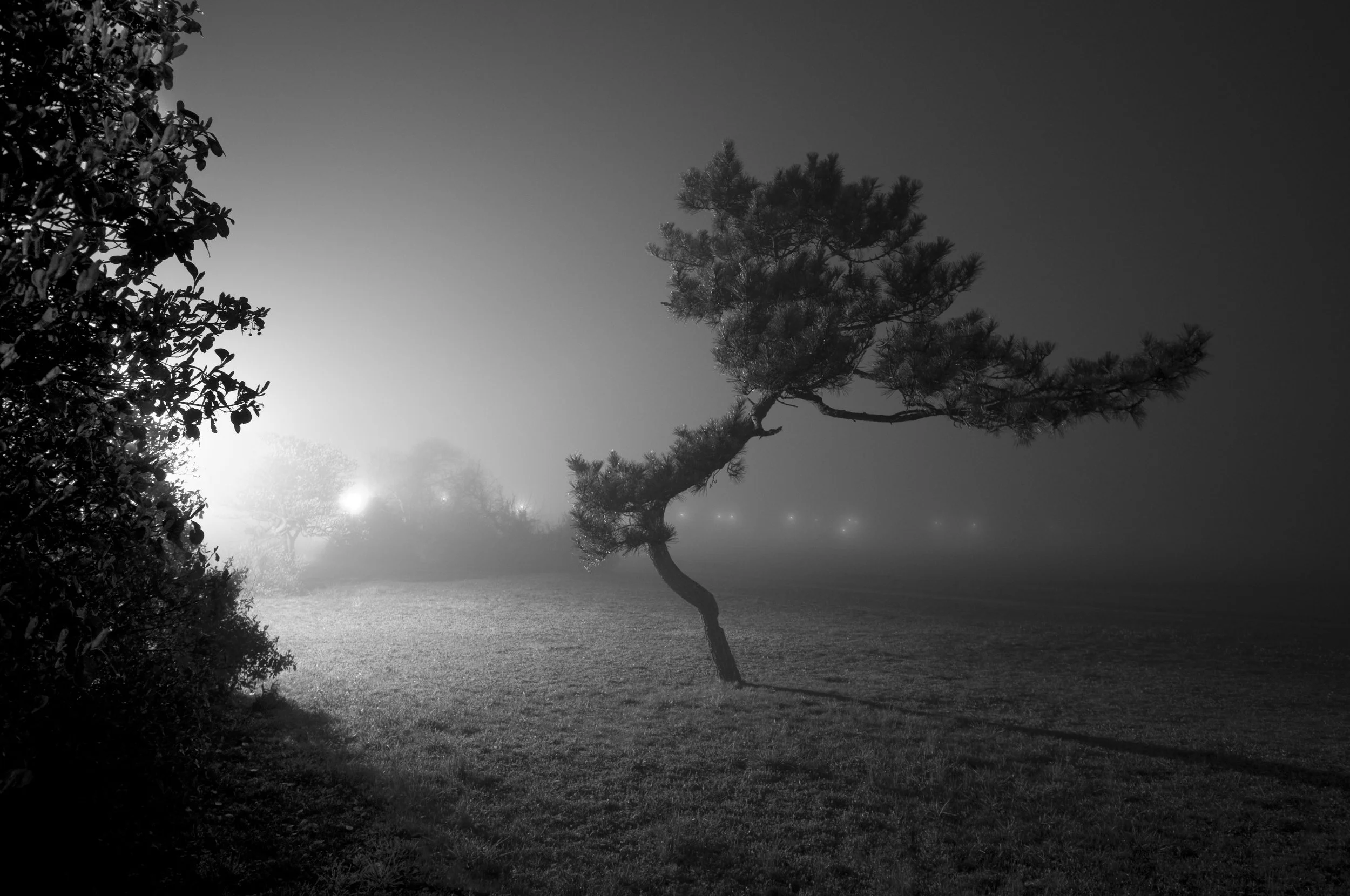 Riis Fog Study 1, 2012