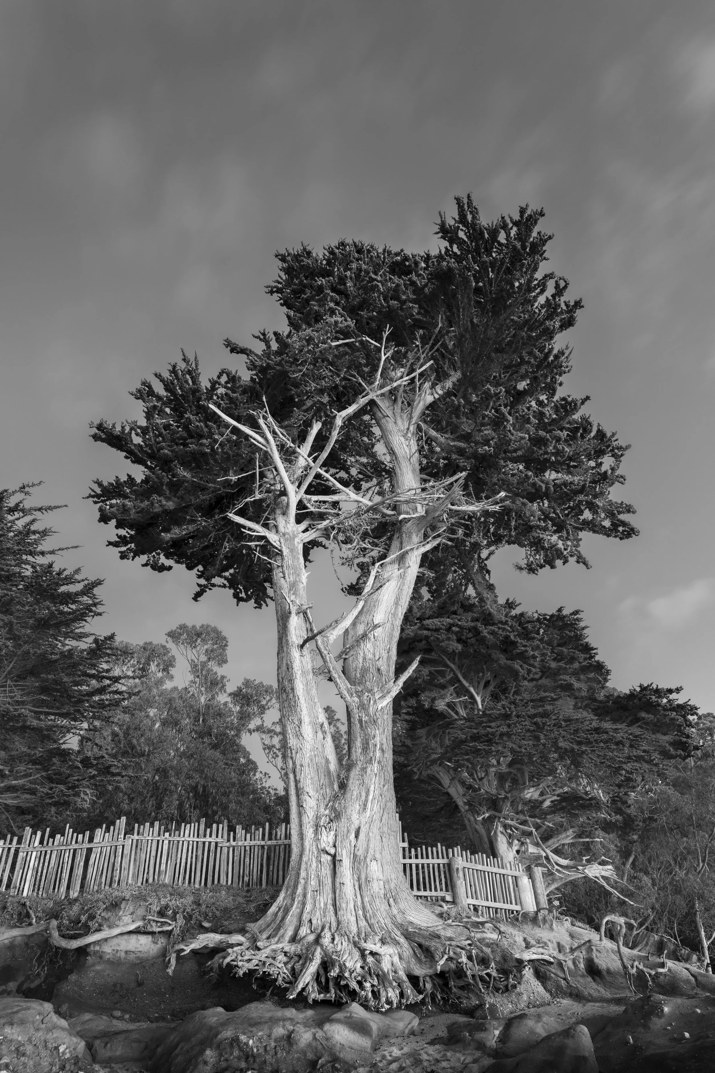 Tree, Monastery Beach, 2023
