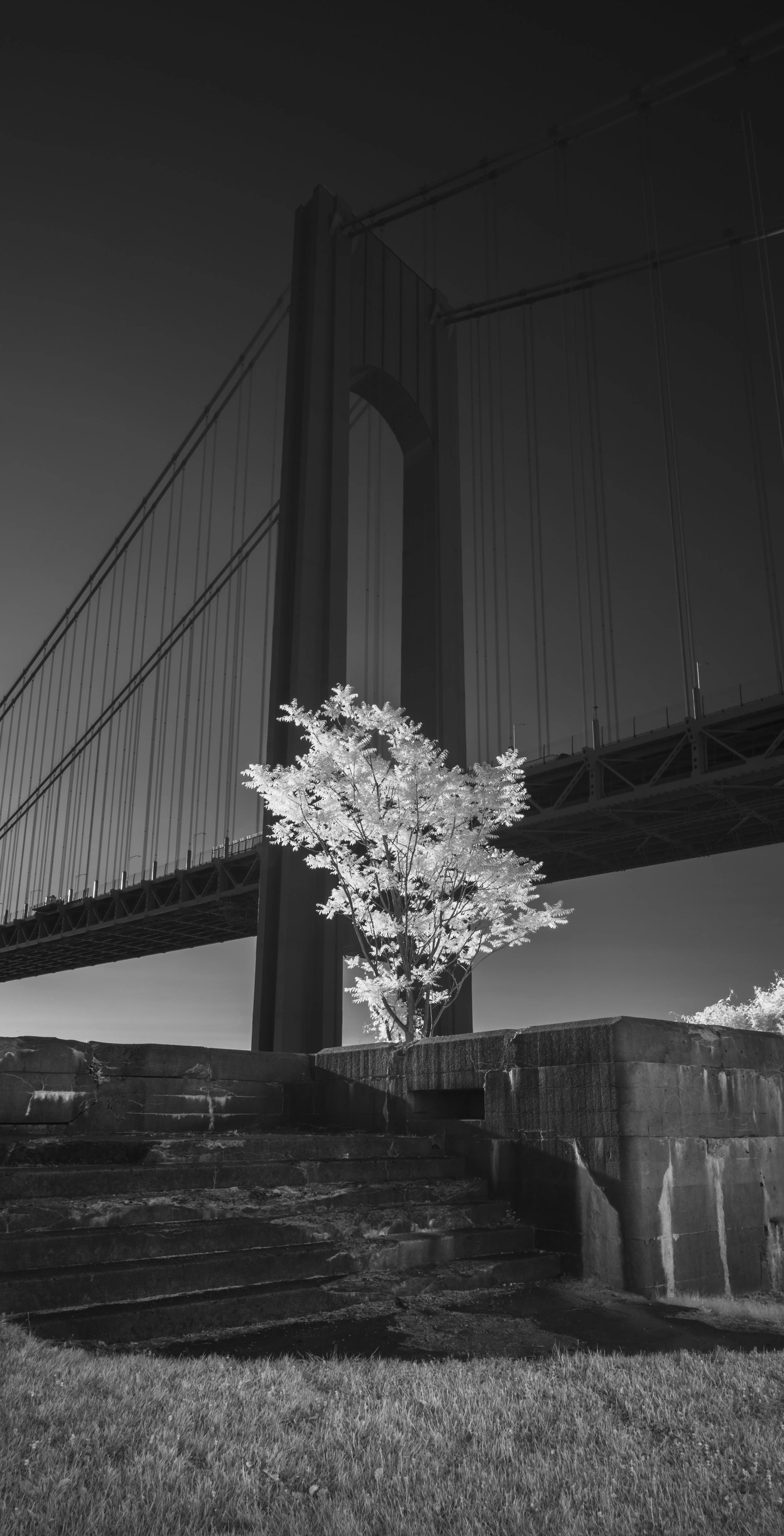 Tree of Heaven under the Verrazzano, 2026
