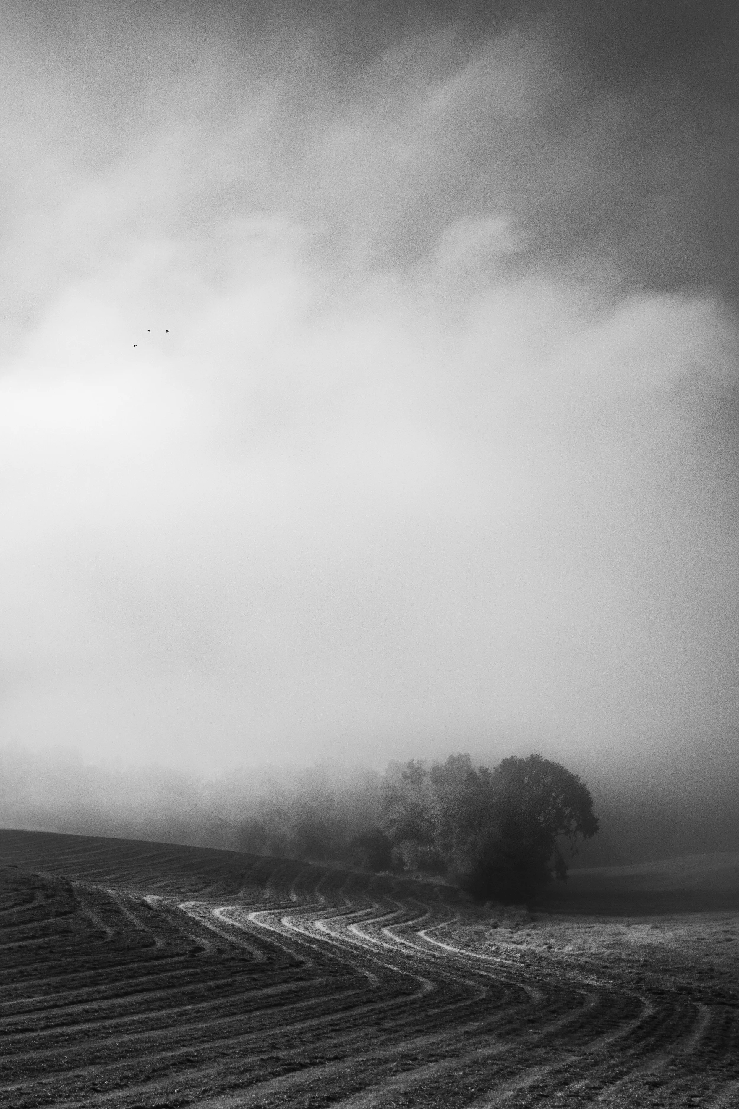 Fog with Three Birds, 2023