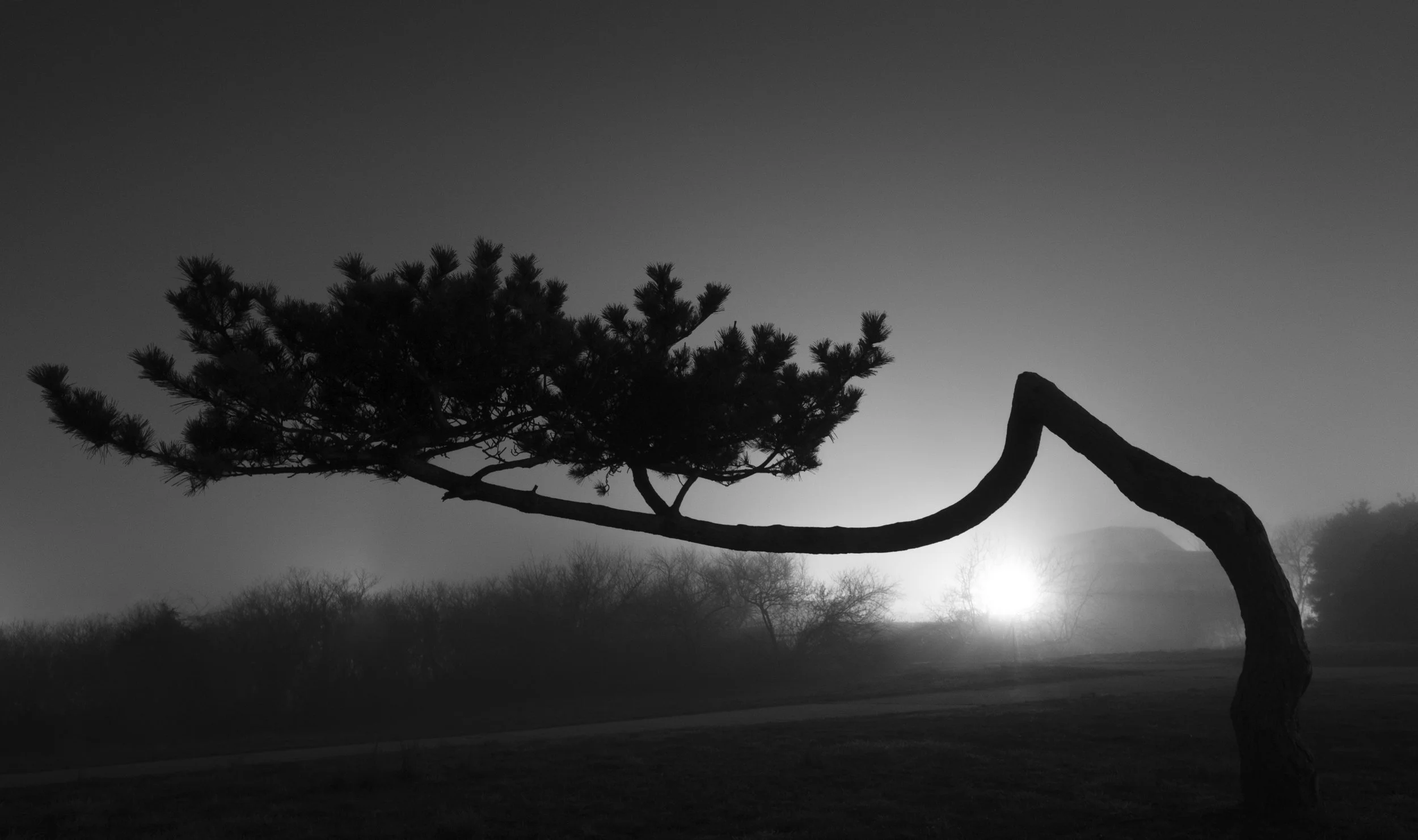 Riis Fog Study 2, 2012