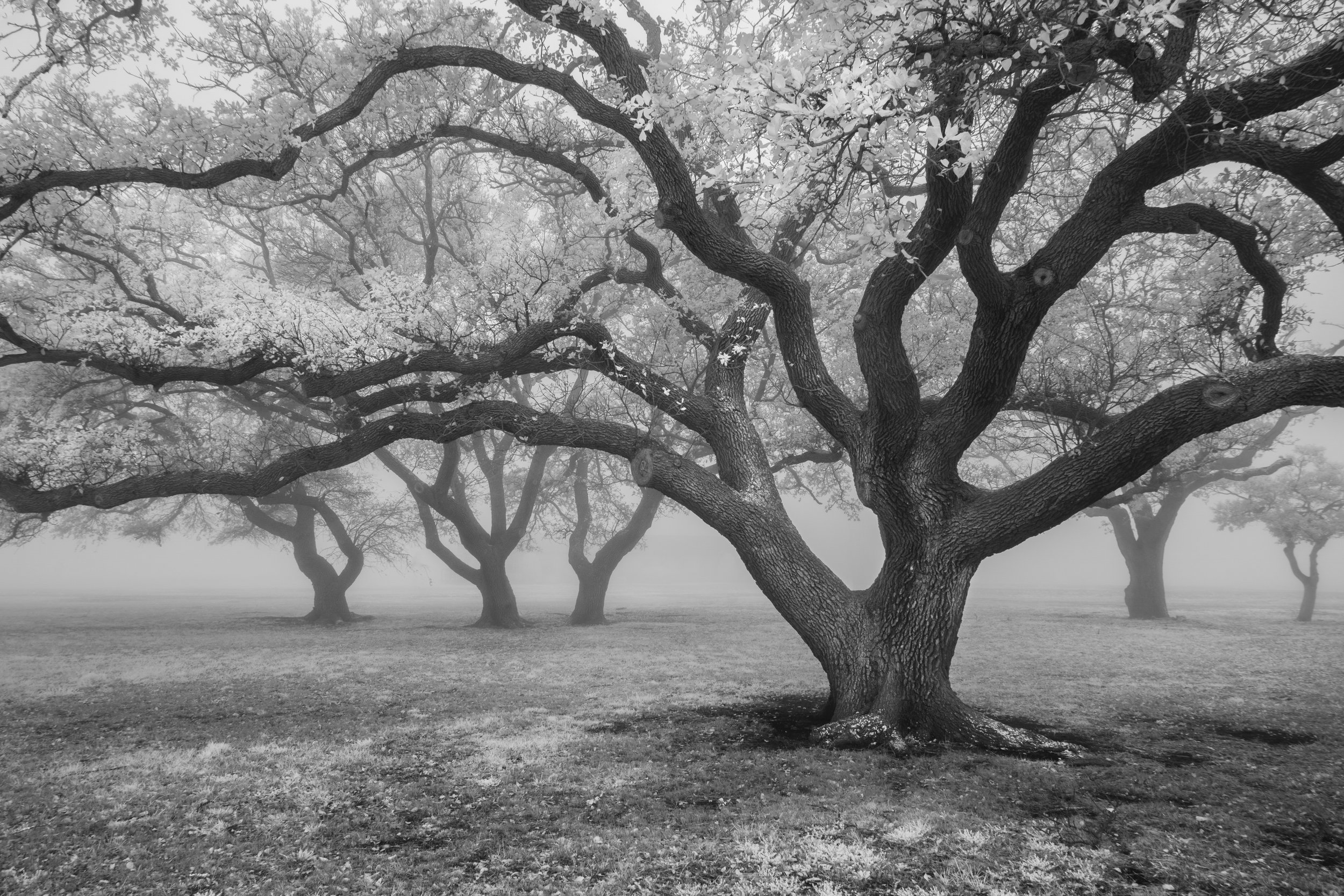 Live Oaks, 2026