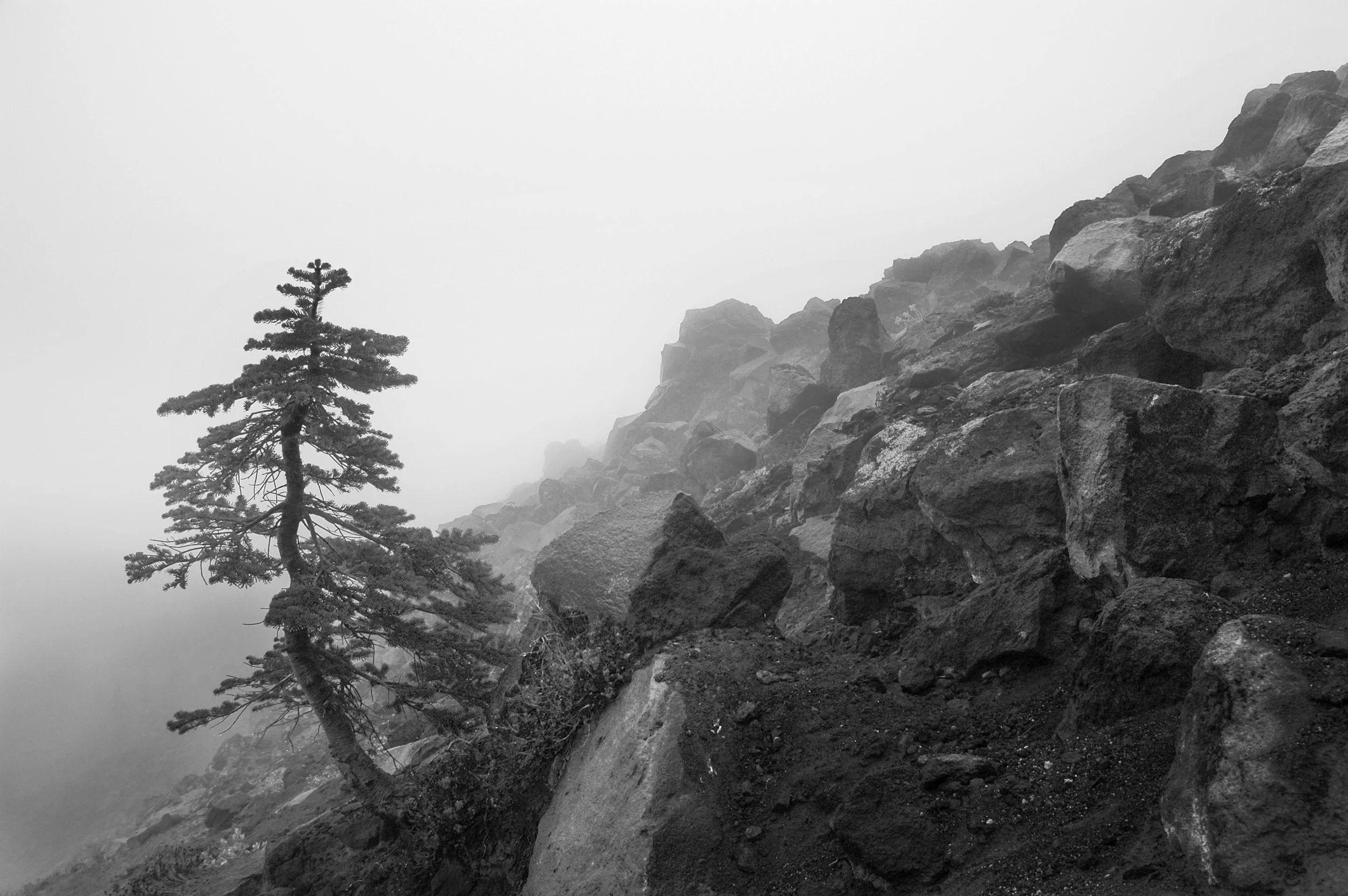 Tree on Mt St Helens, 2007