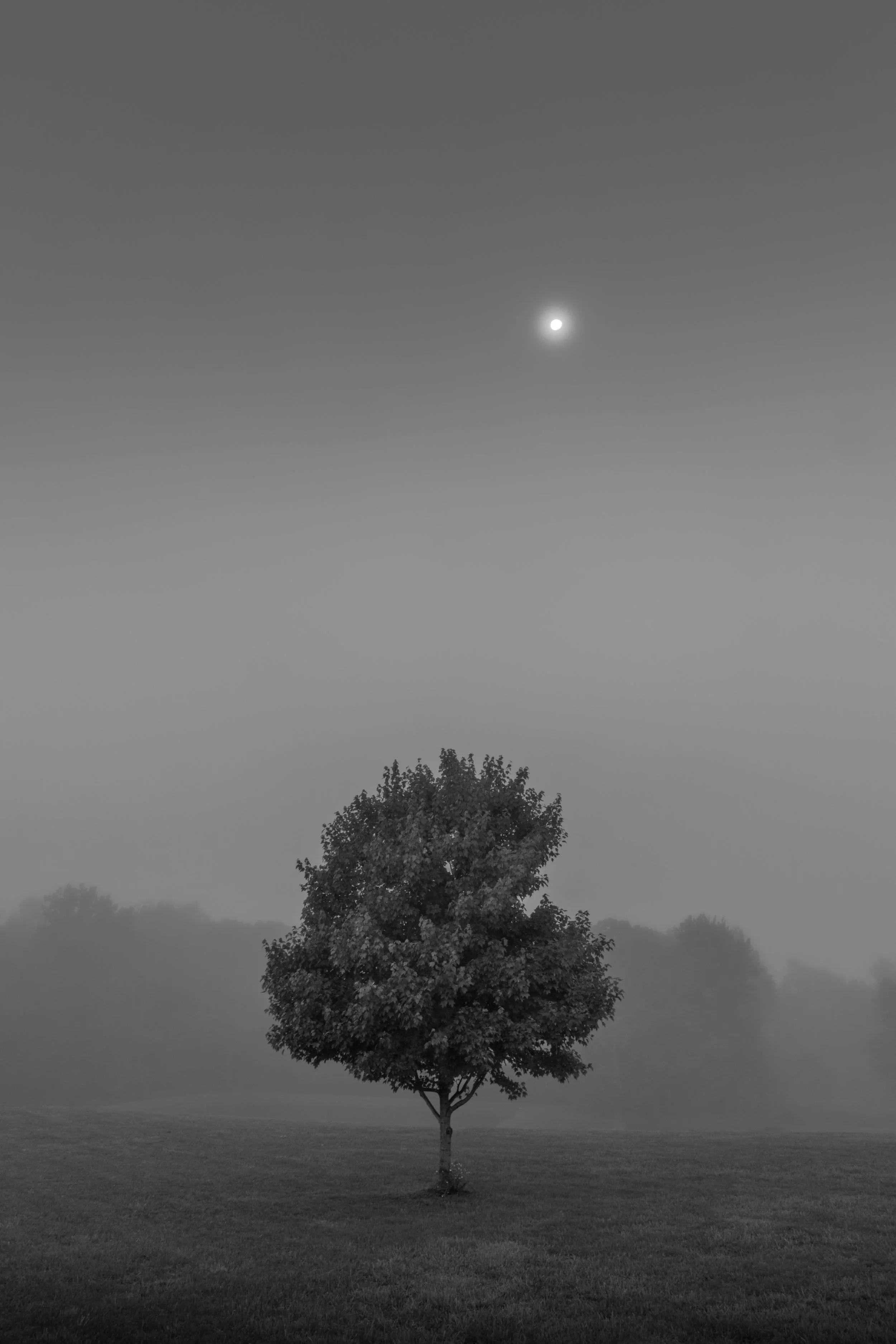 Ranch Fog 2016 Study