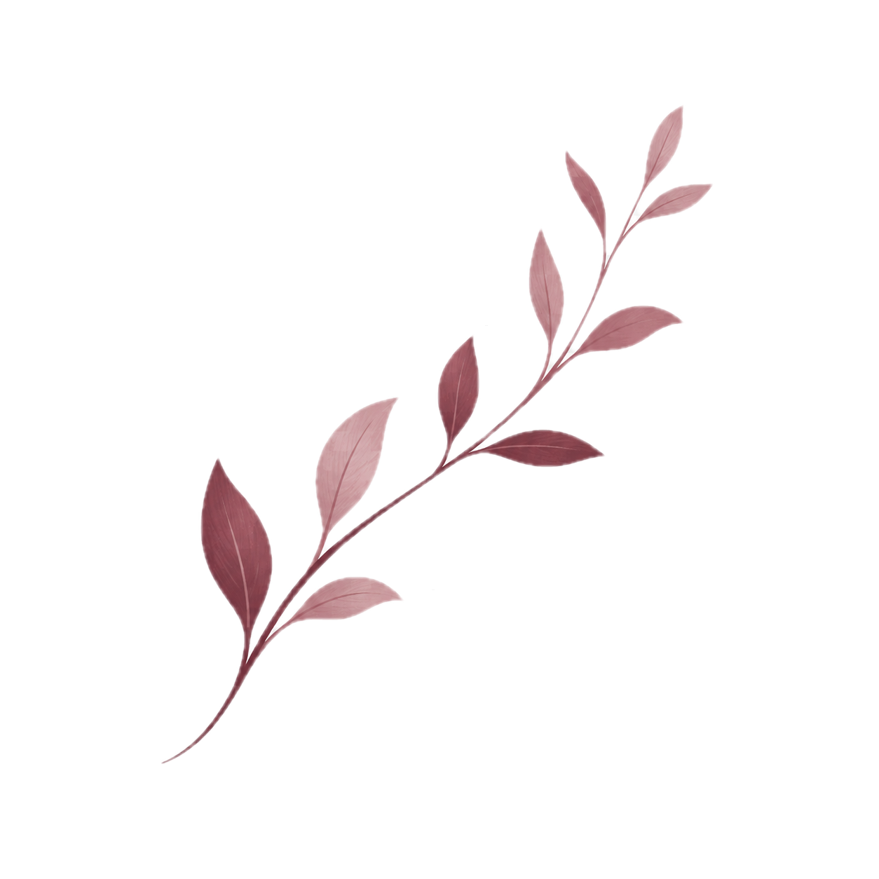A botanical illustration featuring a pink branch with multiple pinkish leaves, intersecting with a white and pink chart or diagram.