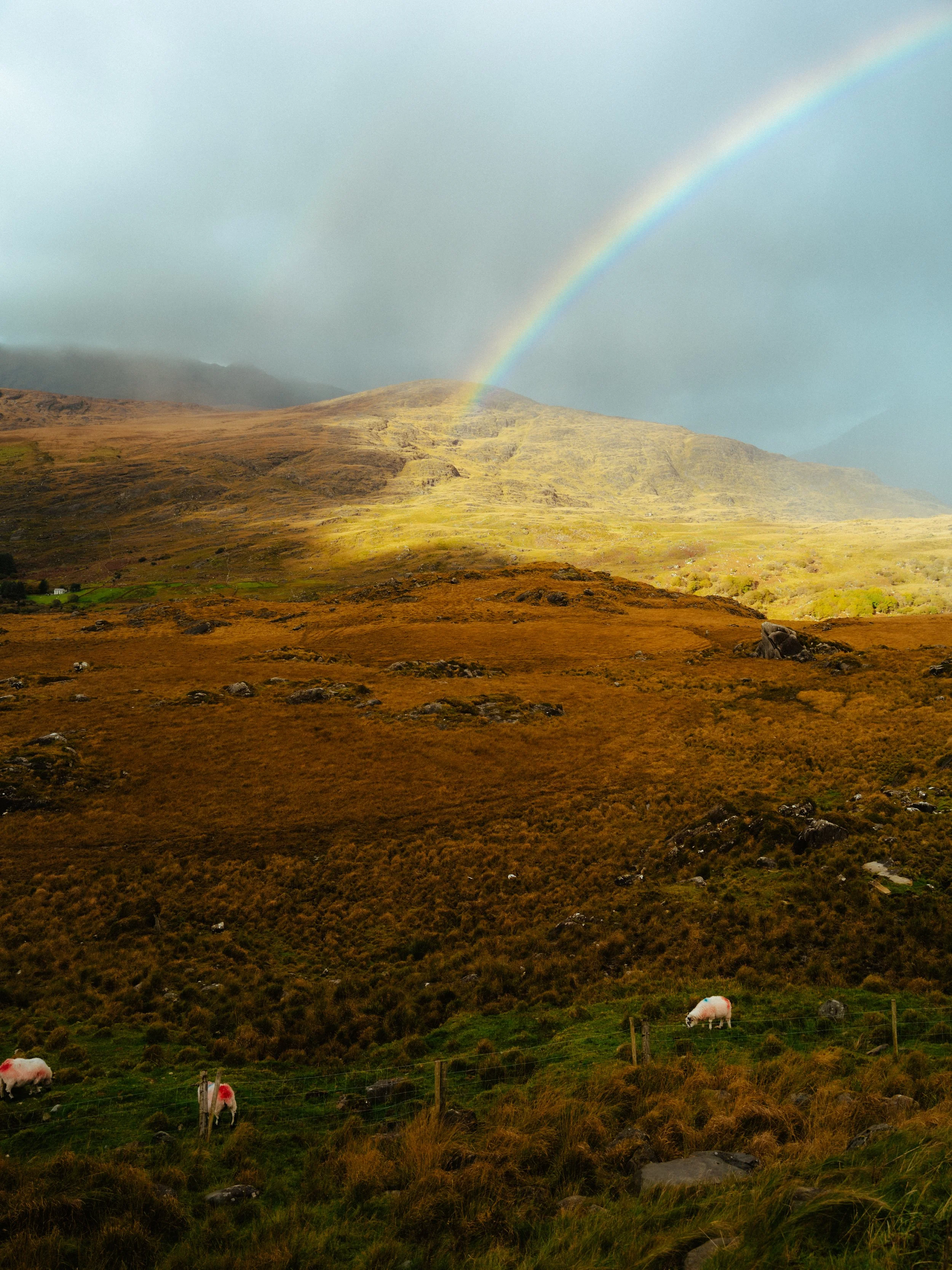 Matt Riedel - Killarney - 19.jpg