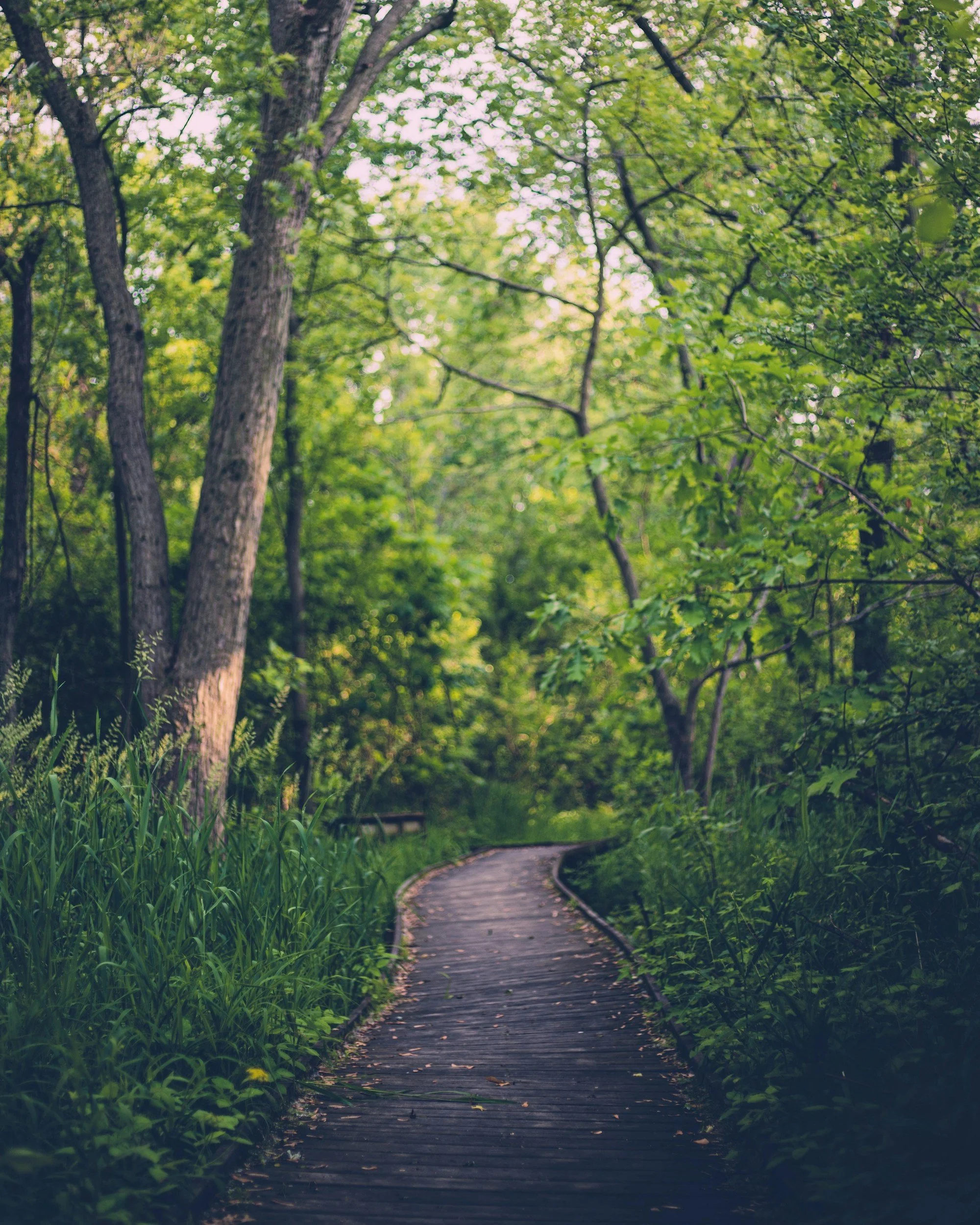 A winding wooden pathway through a lush green forest with tall trees and dense foliage.