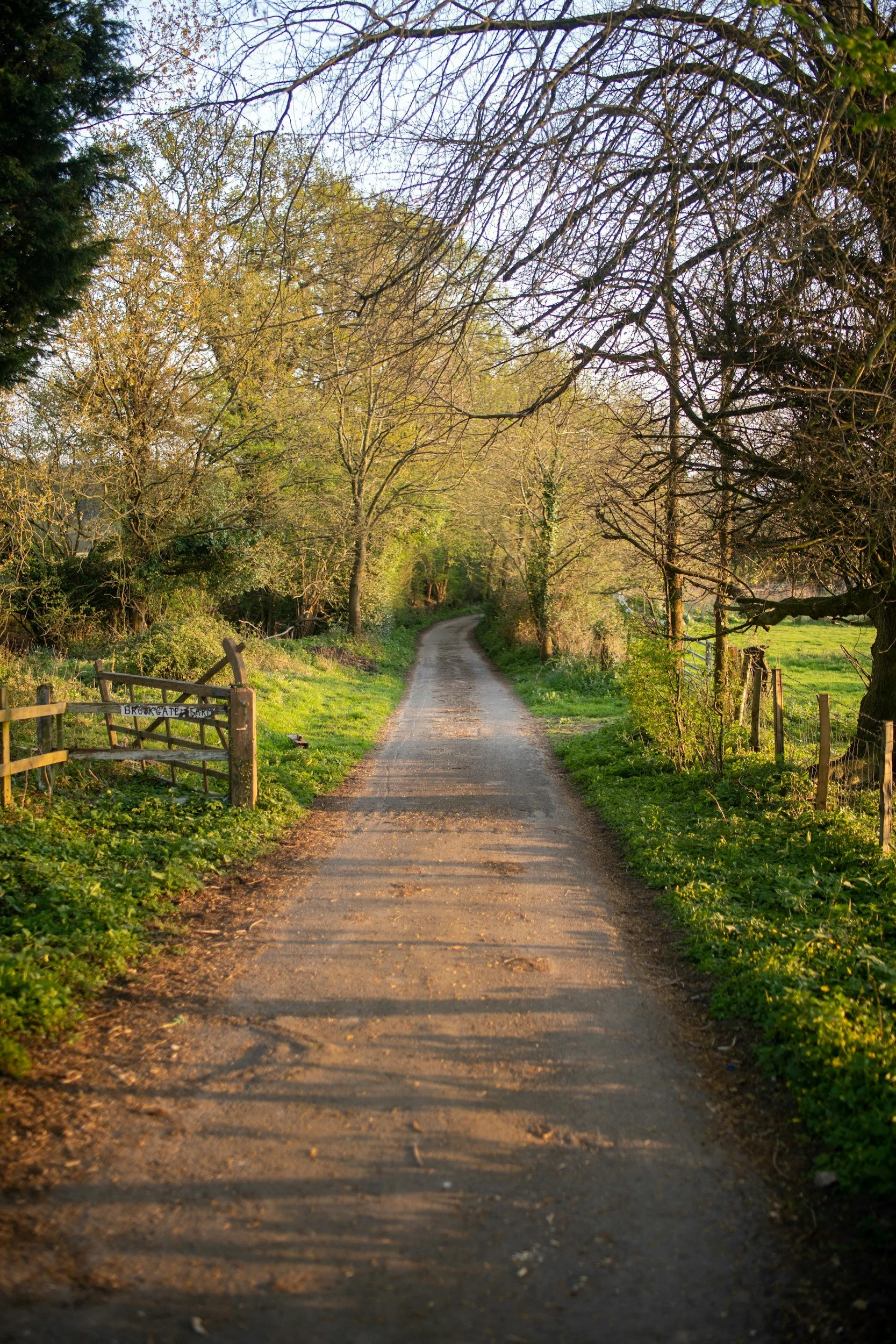 A dirt country road surrounded by trees and greenery, with sunlight casting shadows on the ground.