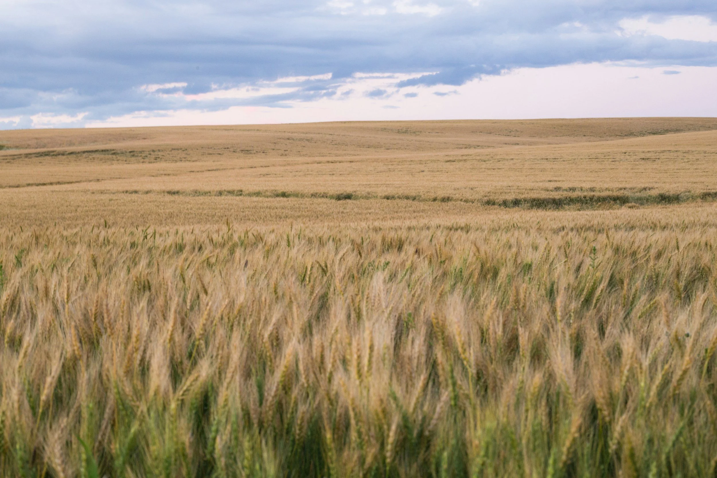 Wide view of a wheat field under a cloudy sky.