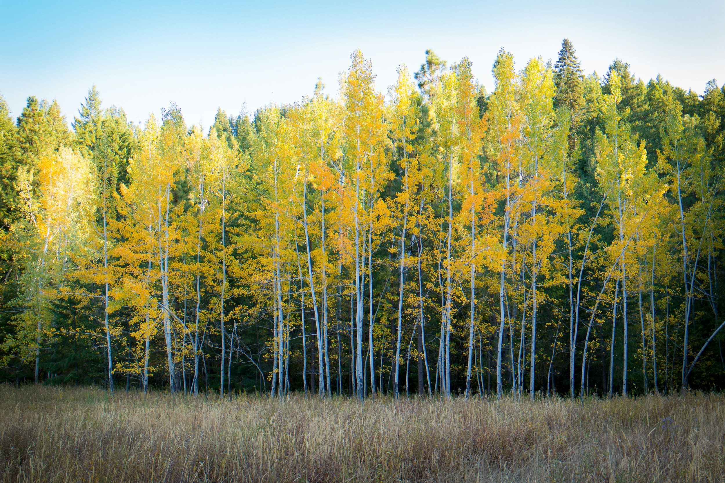 A forest scene showing a group of tall aspen trees with yellow leaves, contrasting with darker evergreen trees in the background, under a clear blue sky.