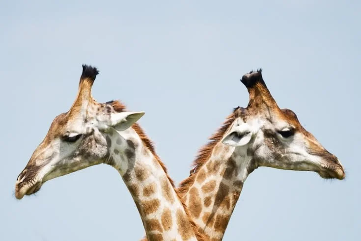 Two giraffes with their necks intertwined, standing against a clear blue sky.