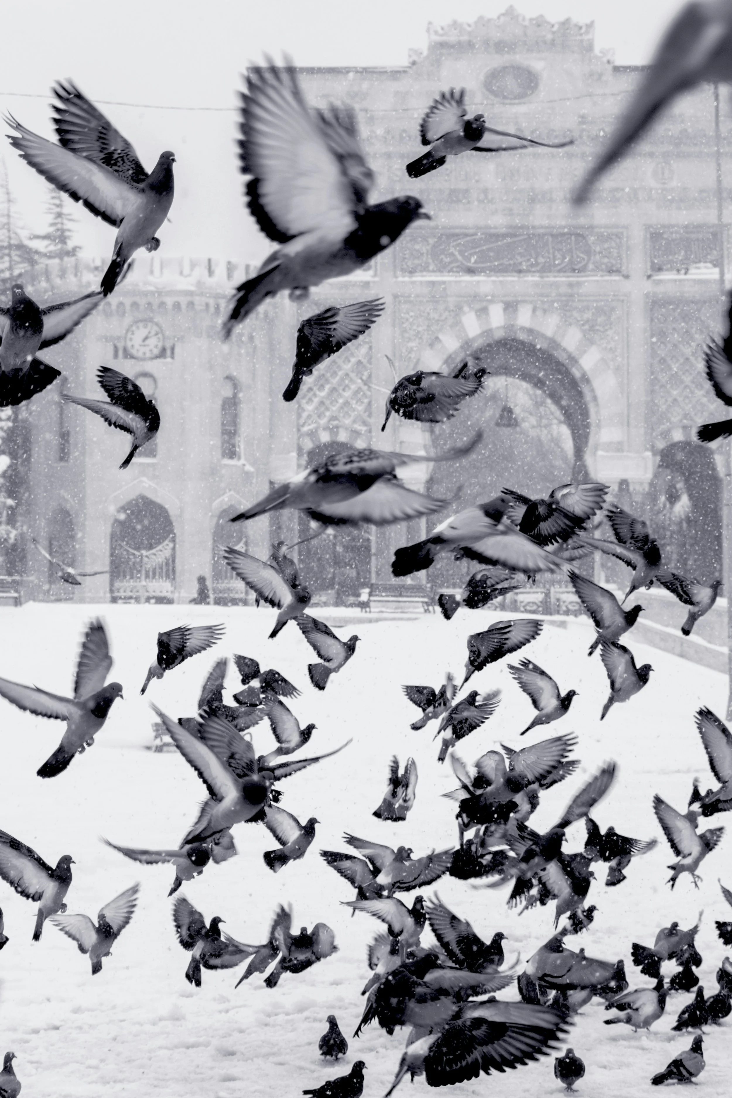 A flock of birds flying and perched on snow-covered ground in front of a building with clock tower during snowfall.