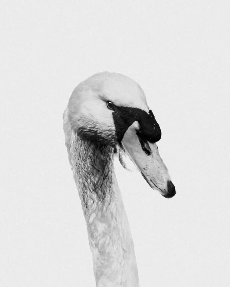 Black and white photo of a swan's head and long neck against a plain background.