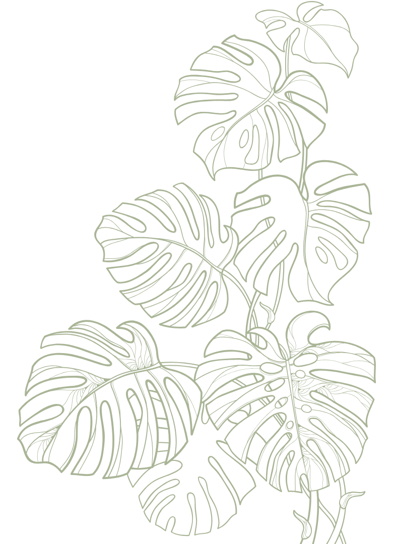 Line drawing of tropical Monstera plant leaves on a black background.